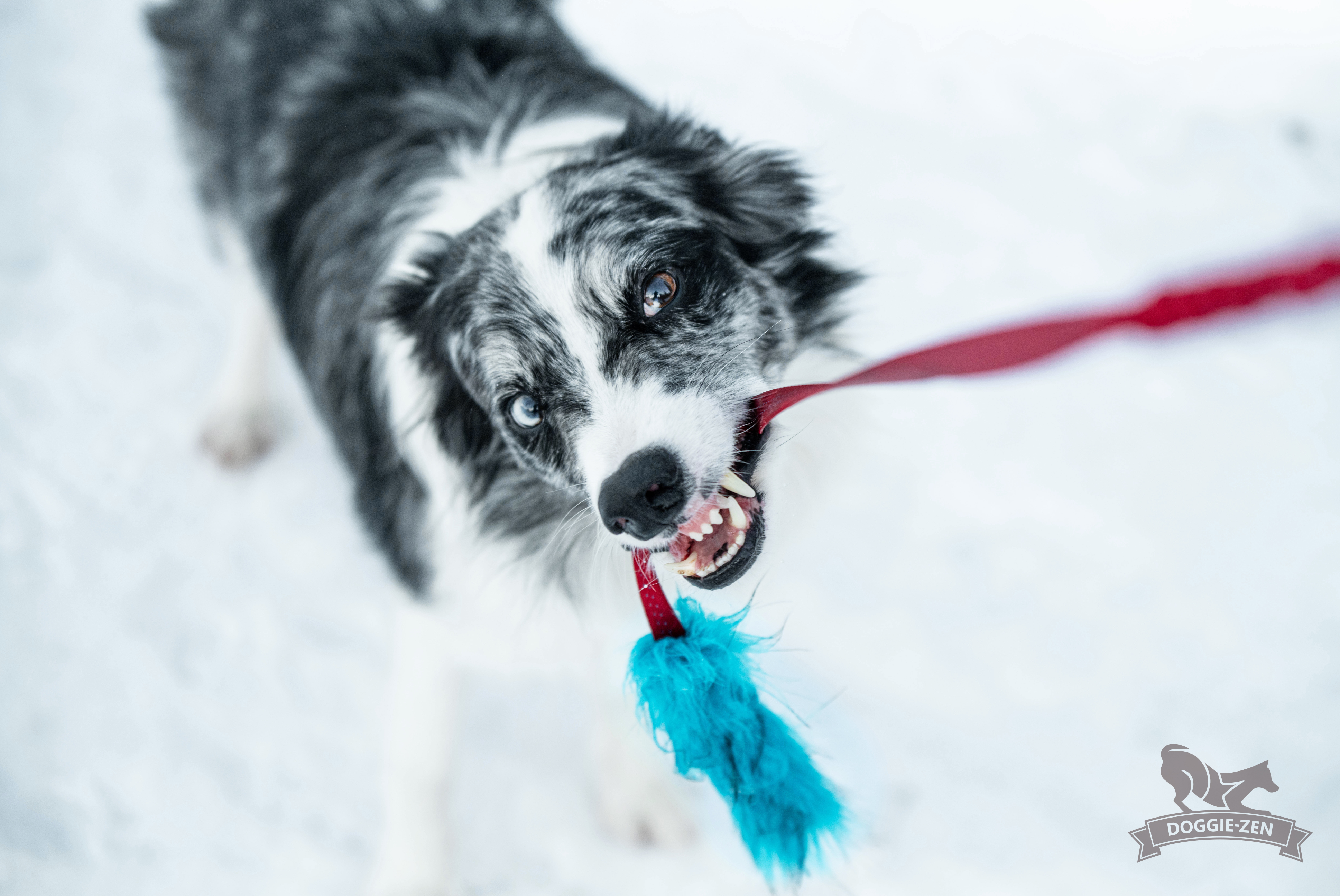 Bungee Fake Fur Chaser Tug S - 12