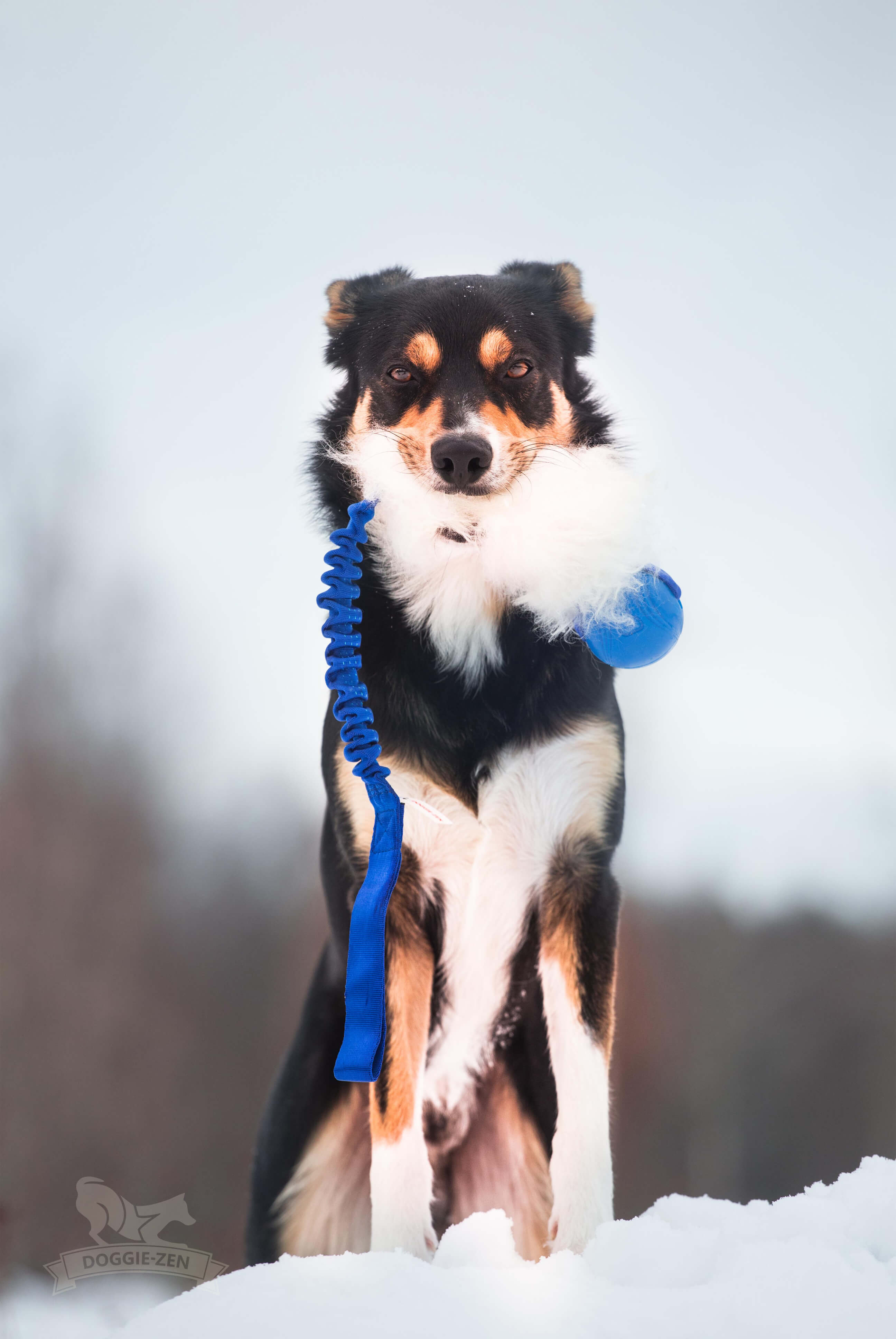 Bungee Sheepskin Tug L with Chuckit Super Crunch