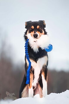 Bungee Sheepskin Tug L with Chuckit Super Crunch