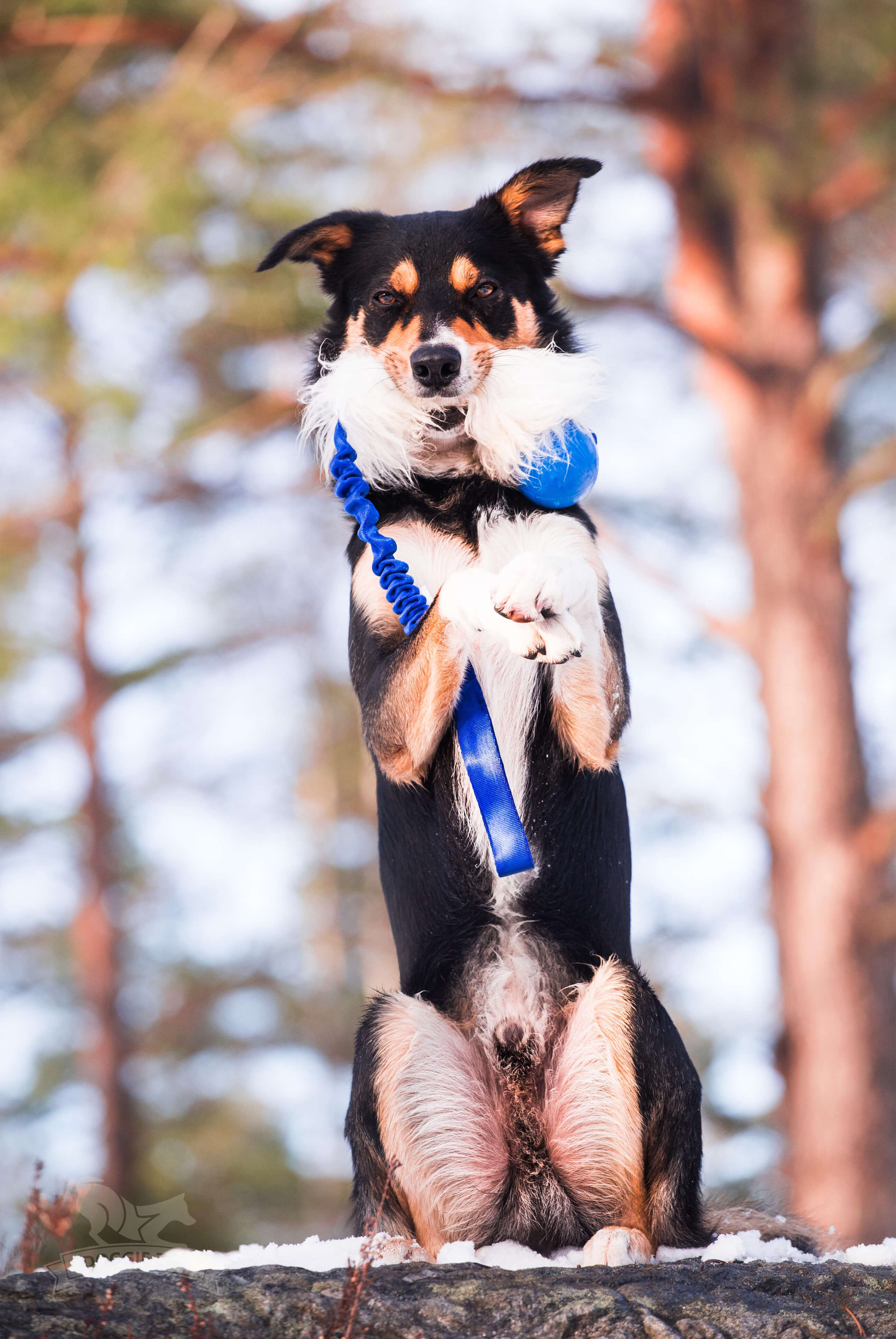 Bungee Sheepskin Tug L with Chuckit Super Crunch - 7