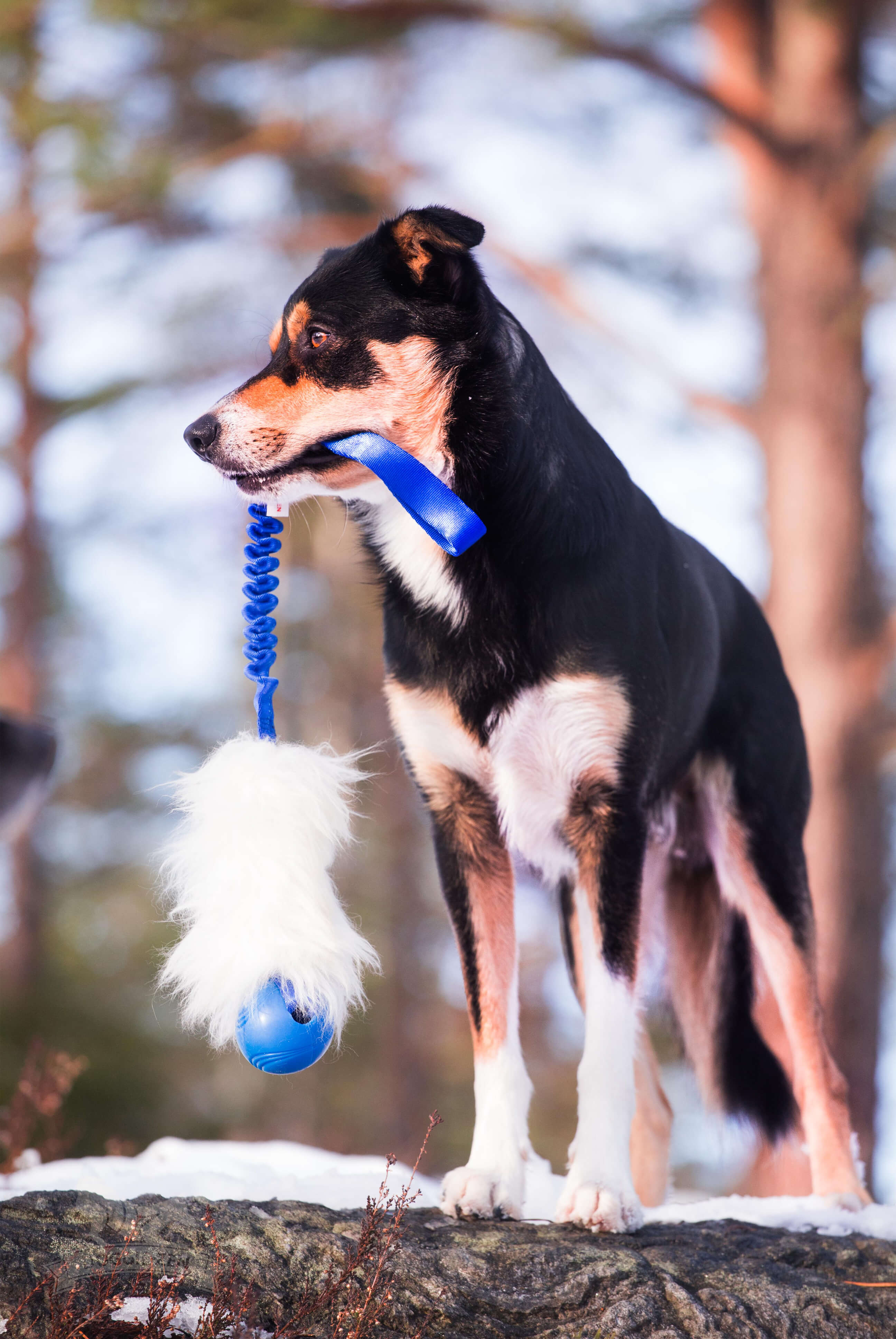 Bungee Sheepskin Tug L with Chuckit Super Crunch - 5