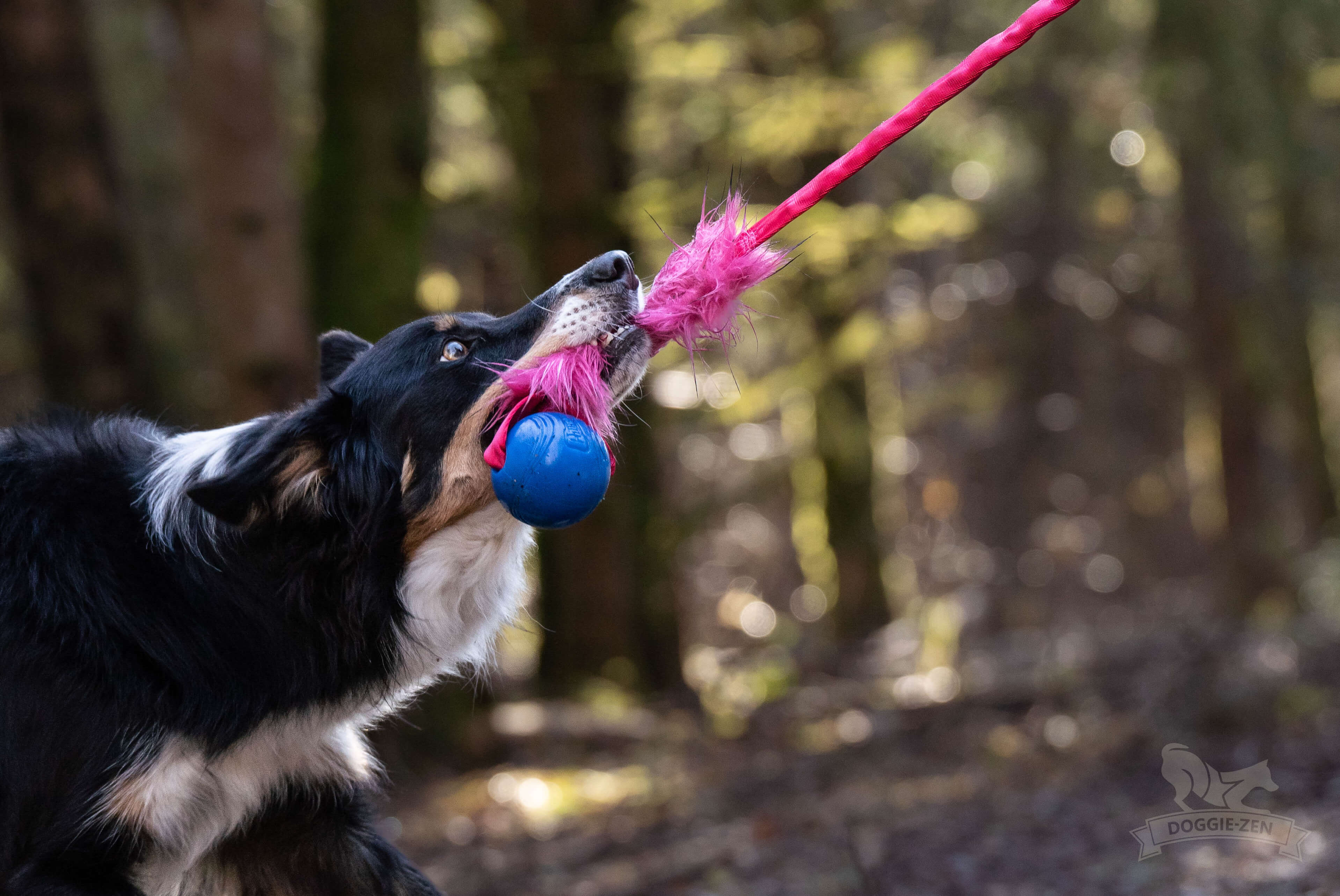 Bungee Fake Fur Tug L with Chuckit Super Crunch - 8