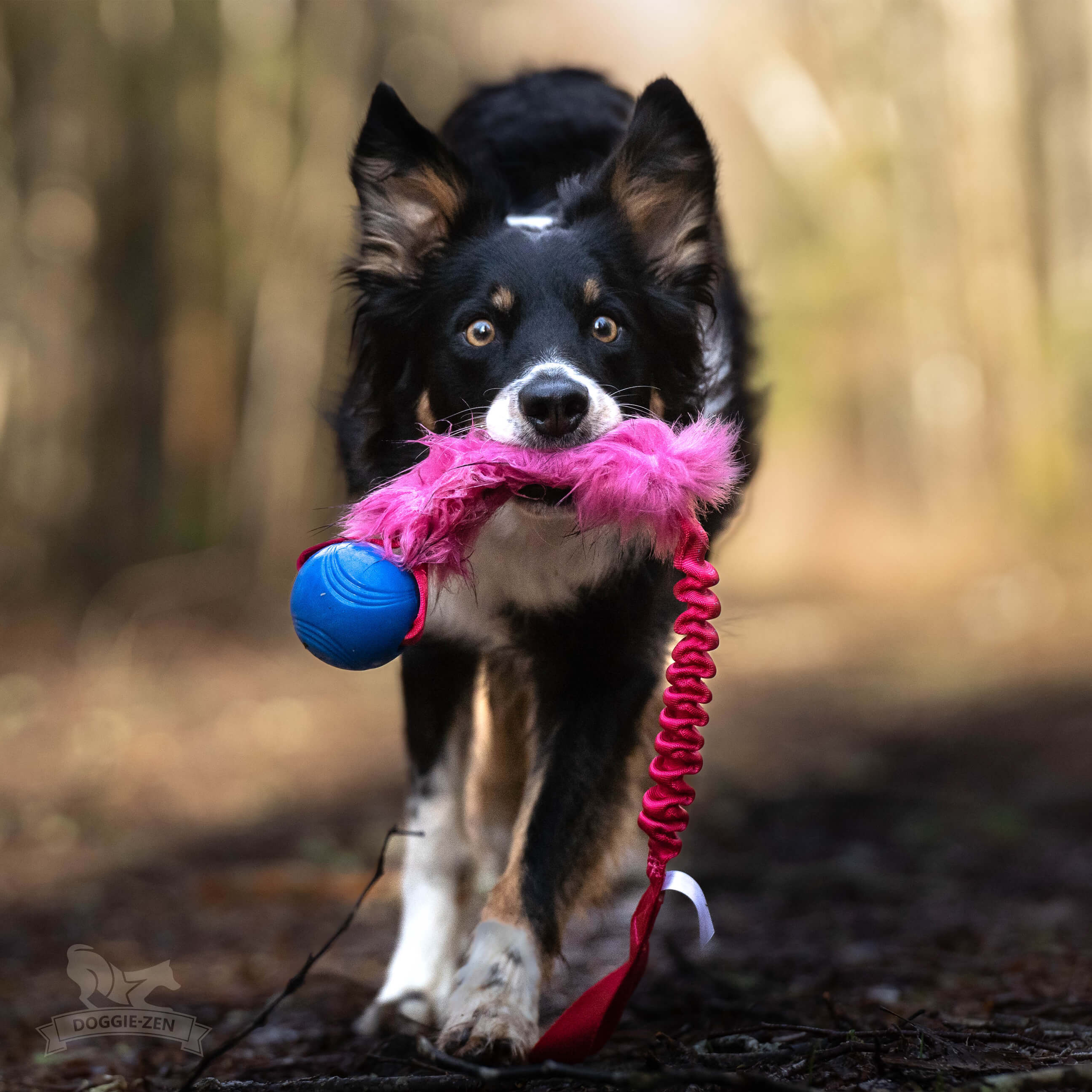 Bungee Fake Fur Tug L with Chuckit Super Crunch - 6