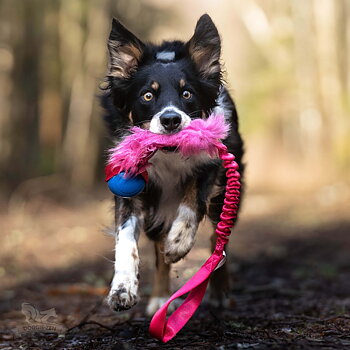 Bungee Fake Fur Tug L with Chuckit Super Crunch