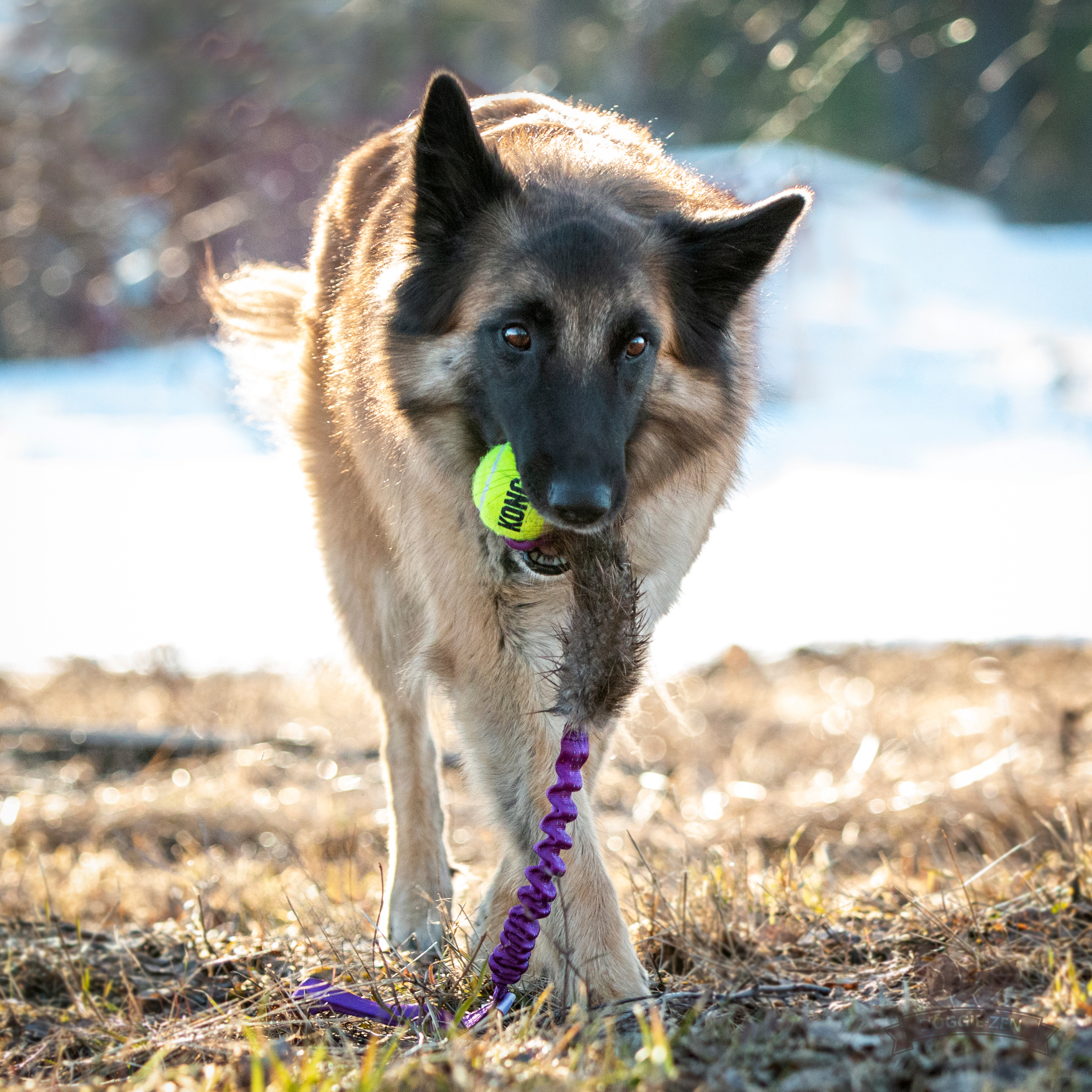 Bungee Beaver Tug L with KONG Air Squeaker Ball - 7