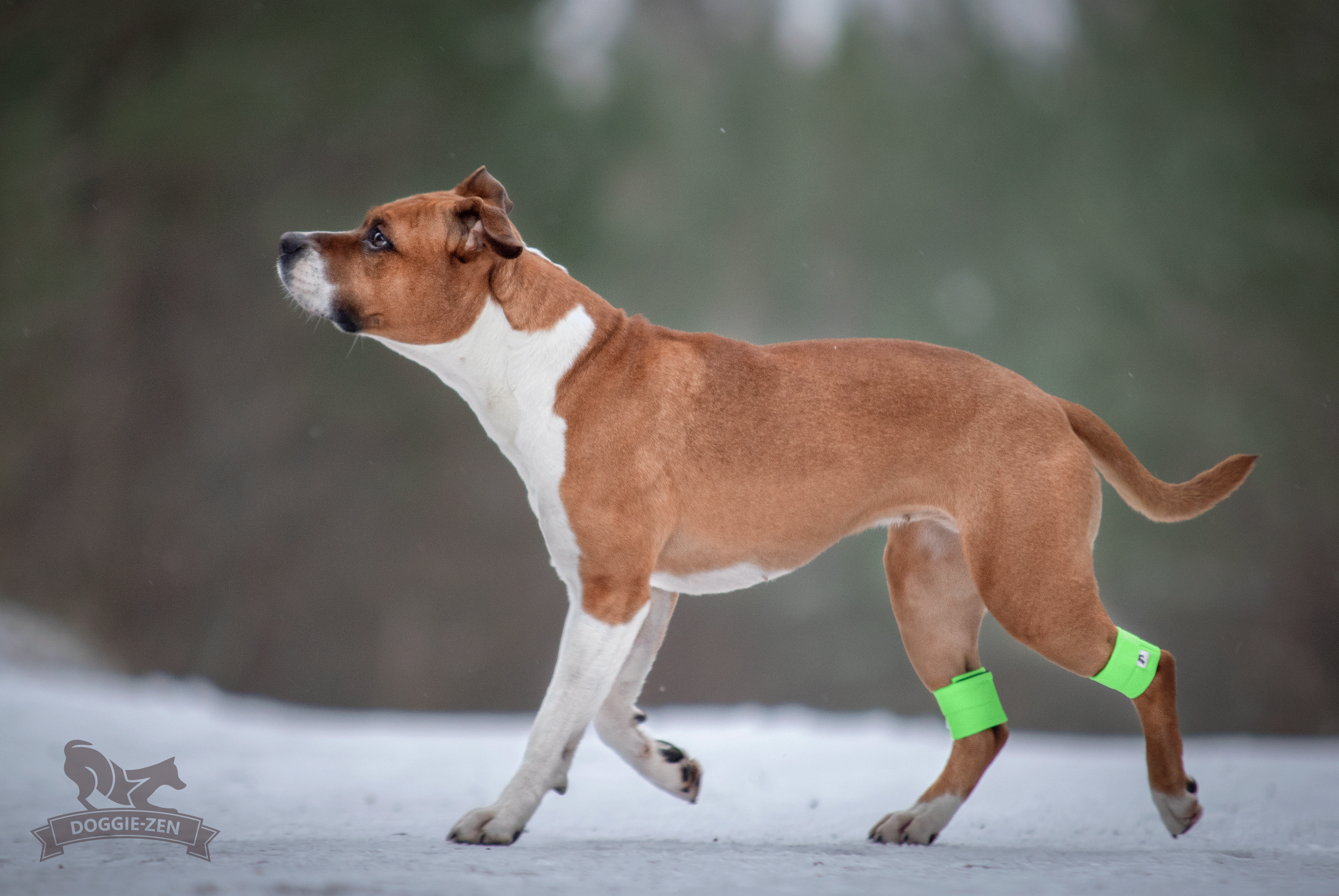 Canine Wrist/Ancle Weight Cuffs - 3