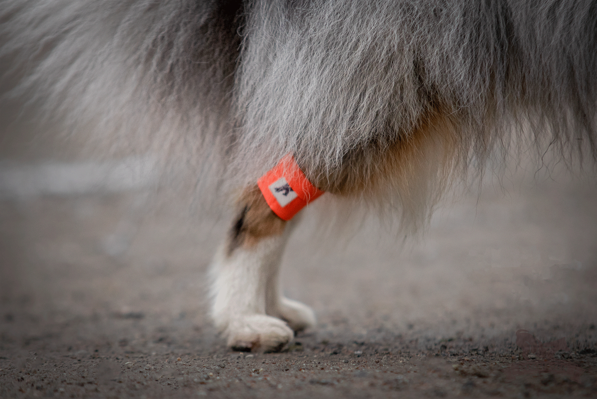 Canine Wrist/Ancle Weight Cuffs - 20