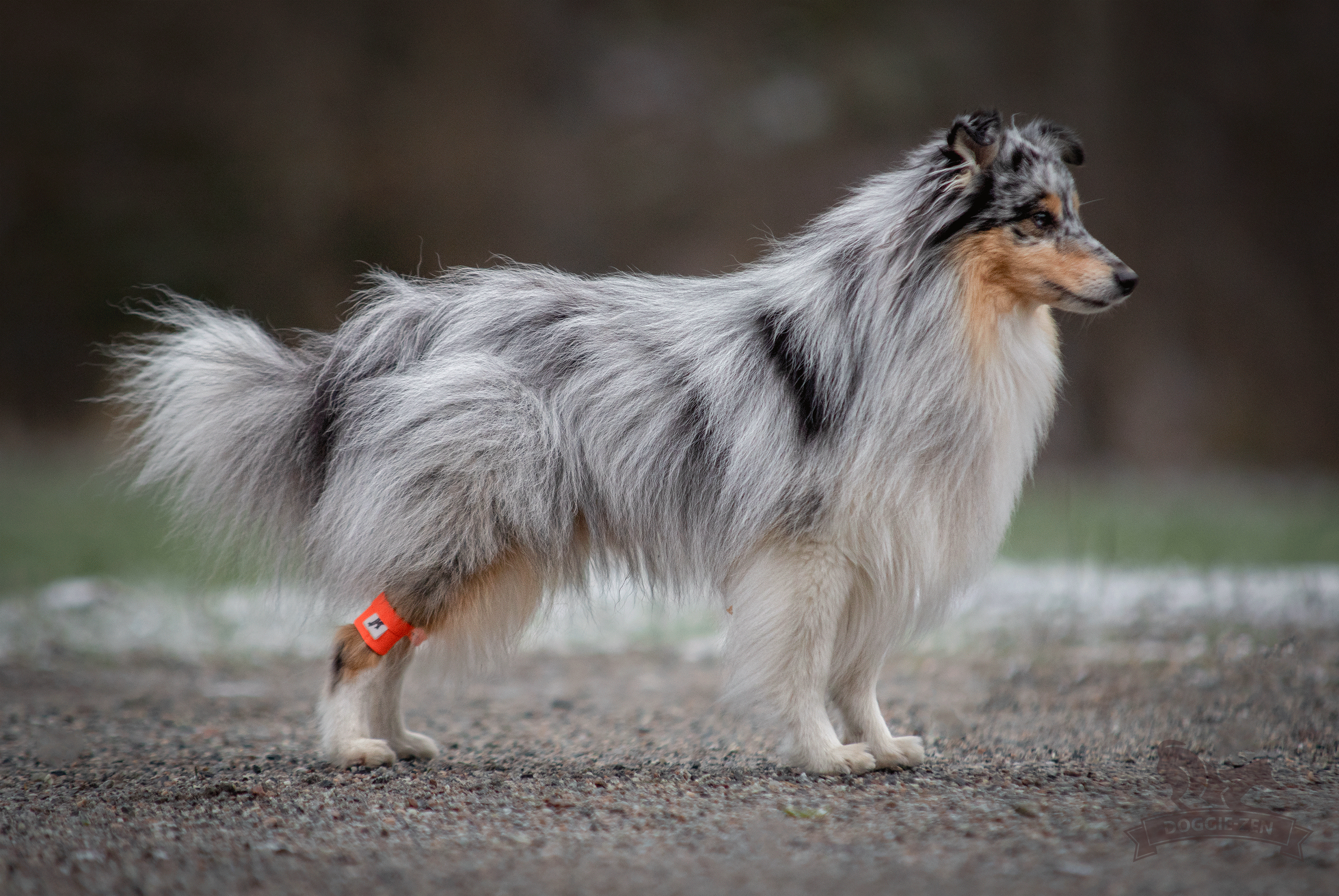 Canine Wrist/Ancle Weight Cuffs - 2
