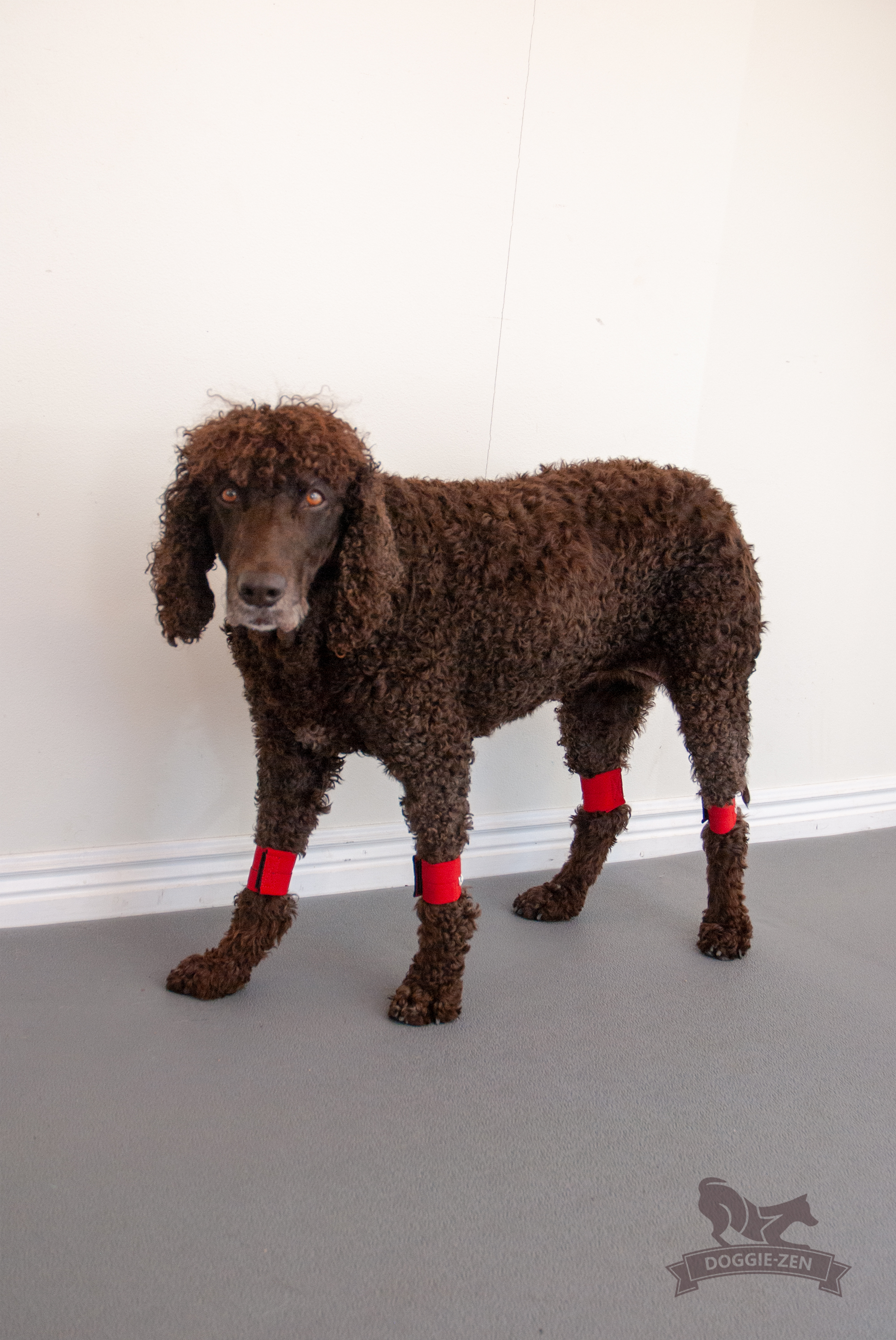 Canine Wrist/Ancle Weight Cuffs - 18