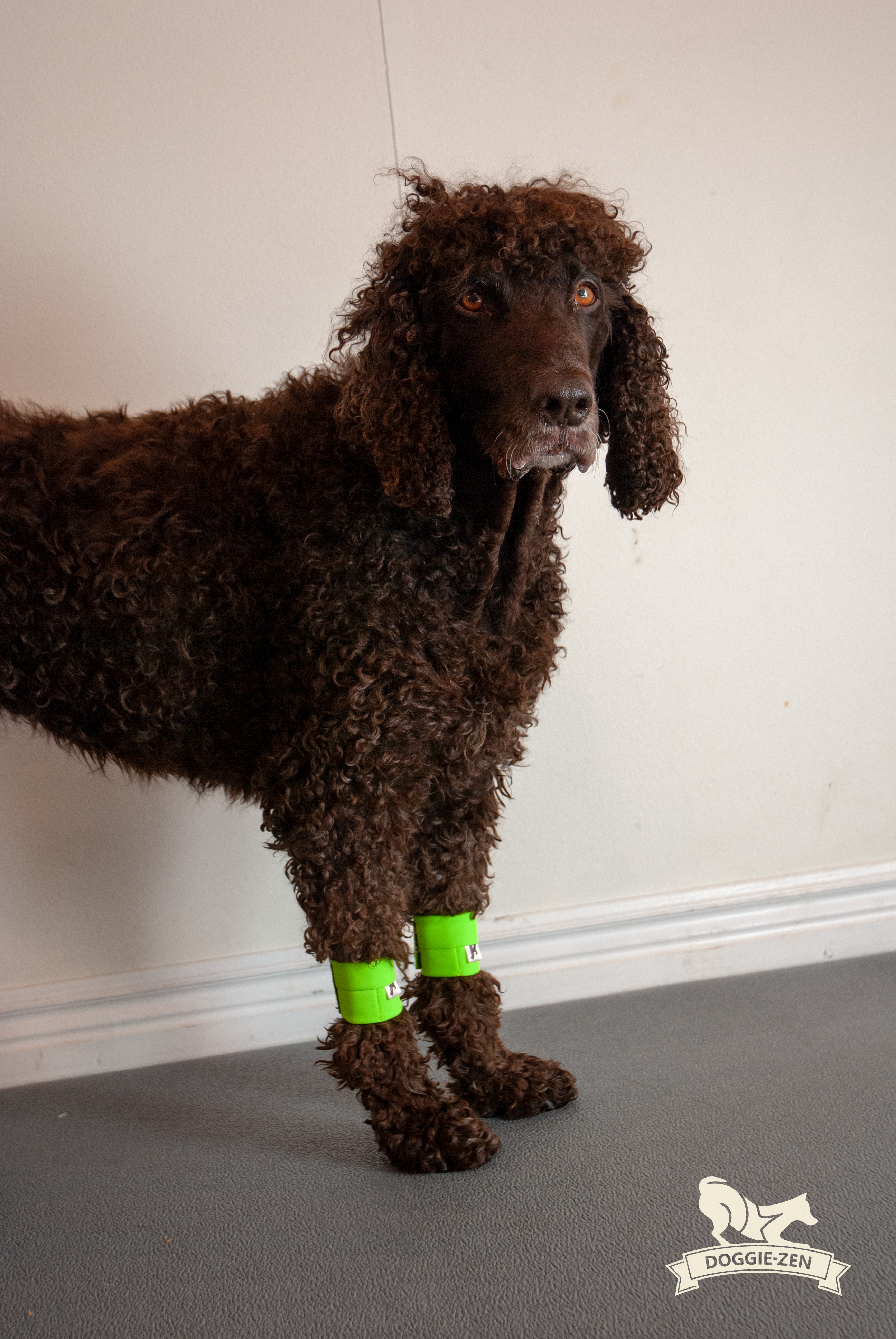 Canine Wrist/Ancle Weight Cuffs - 4