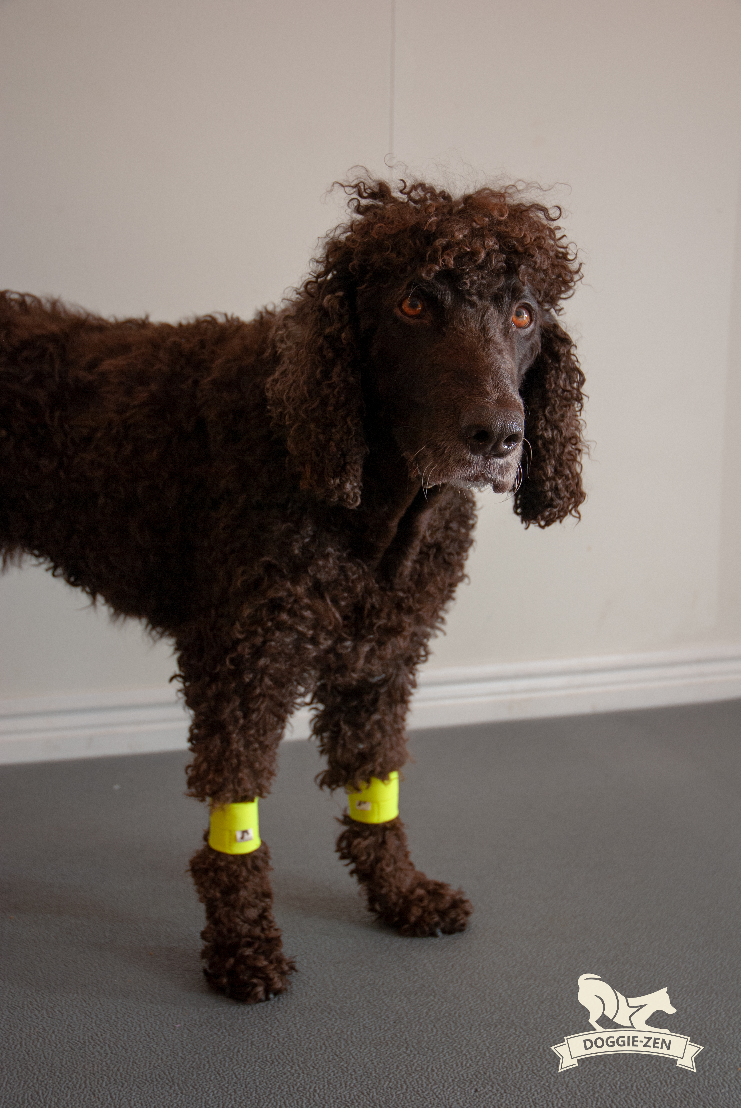 Canine Wrist/Ancle Weight Cuffs - 12