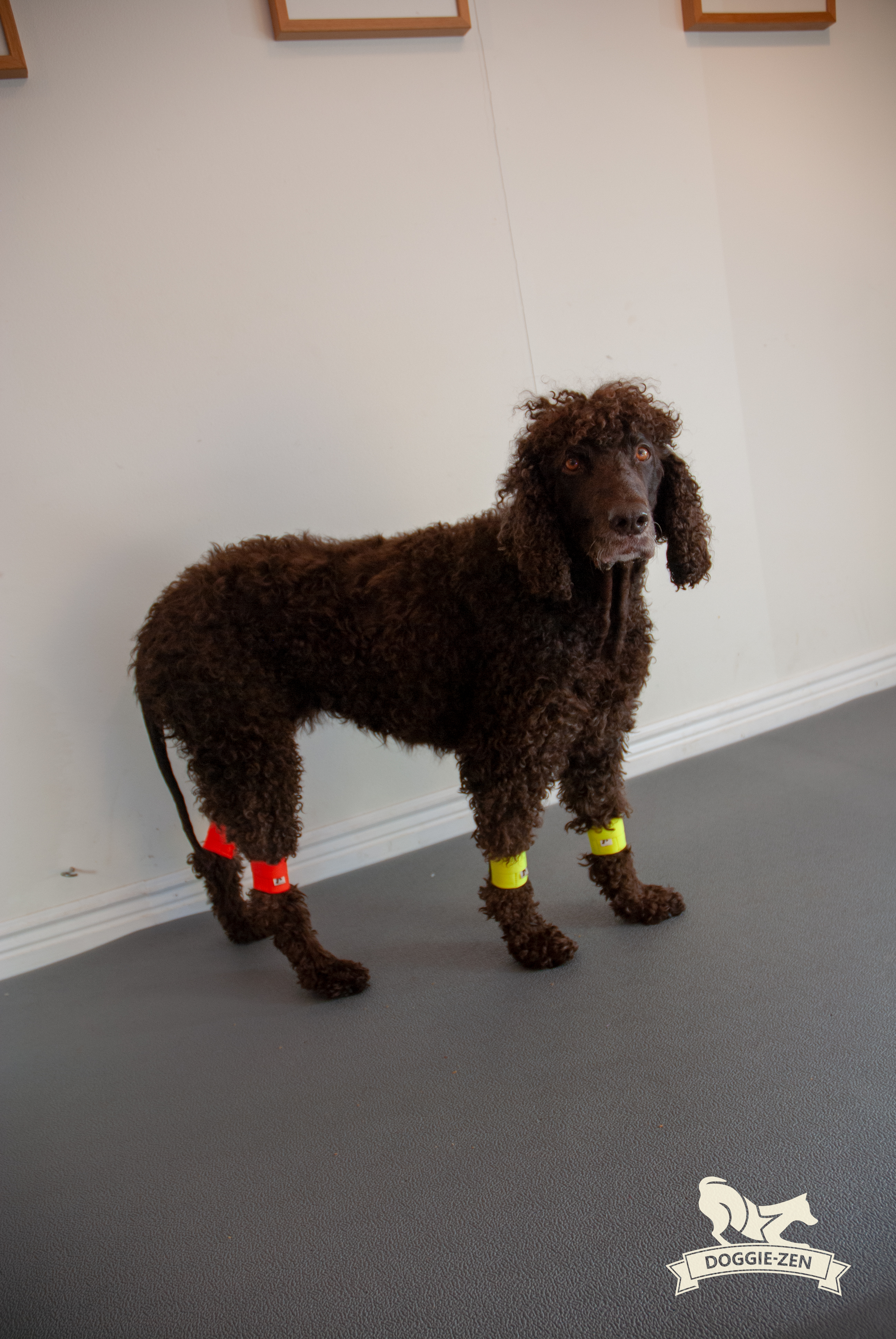Canine Wrist/Ancle Weight Cuffs - 5