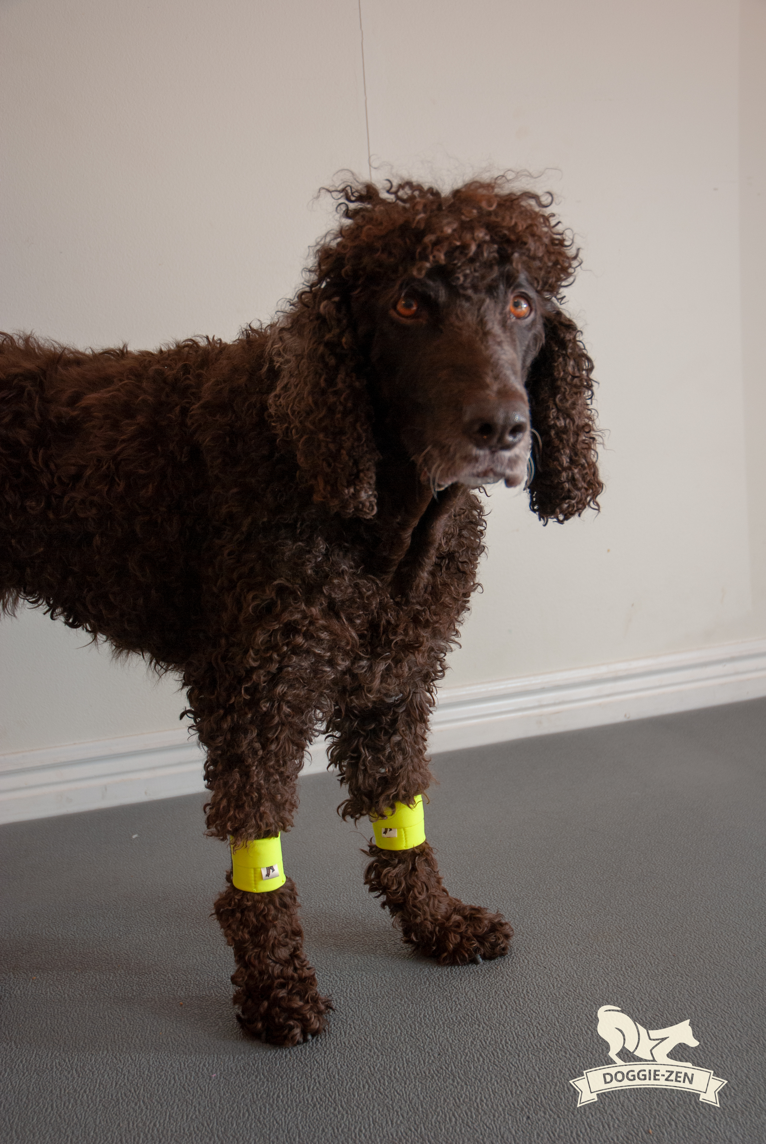 Canine Wrist/Ancle Weight Cuffs - 6