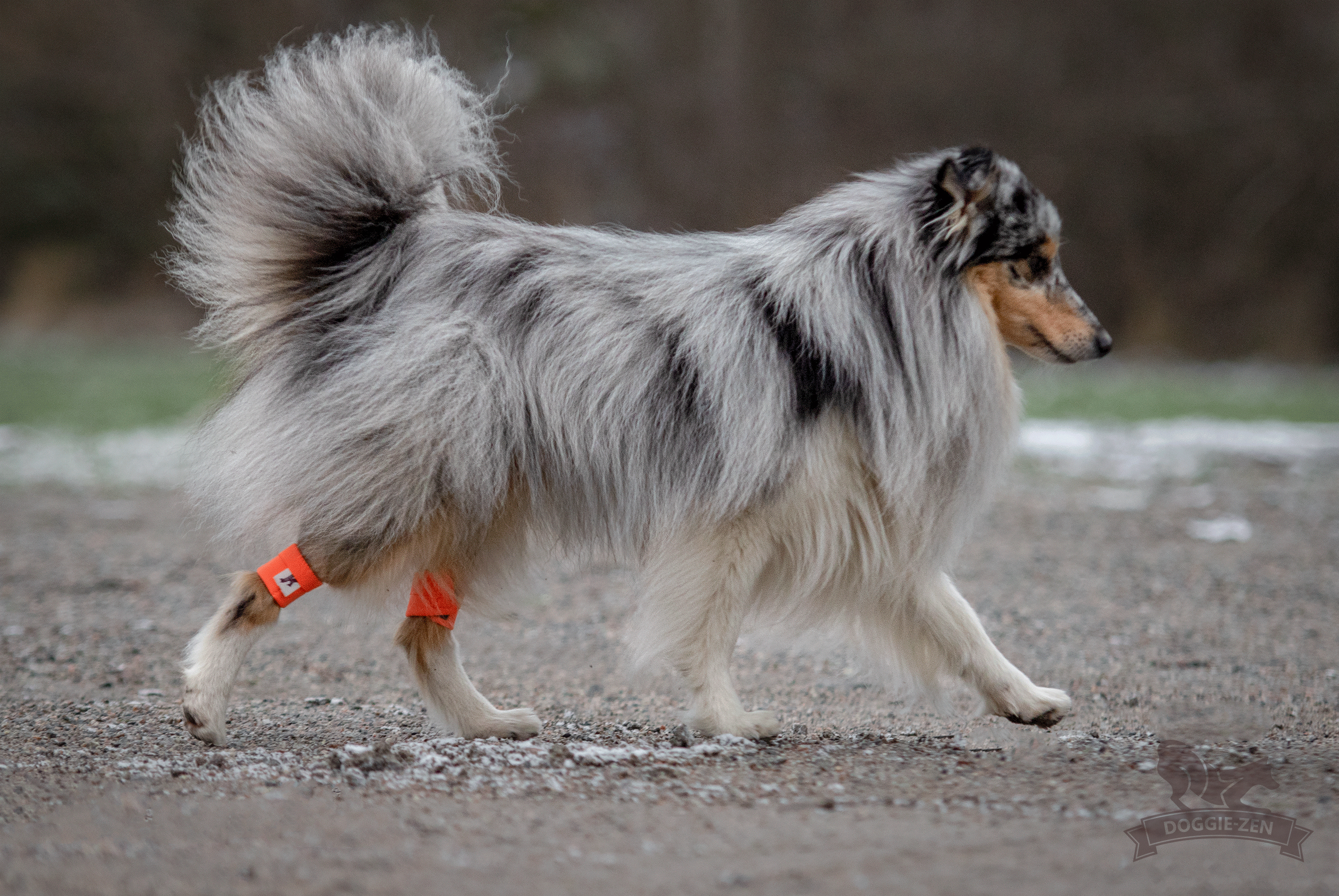 Canine Wrist/Ancle Weight Cuffs - 19