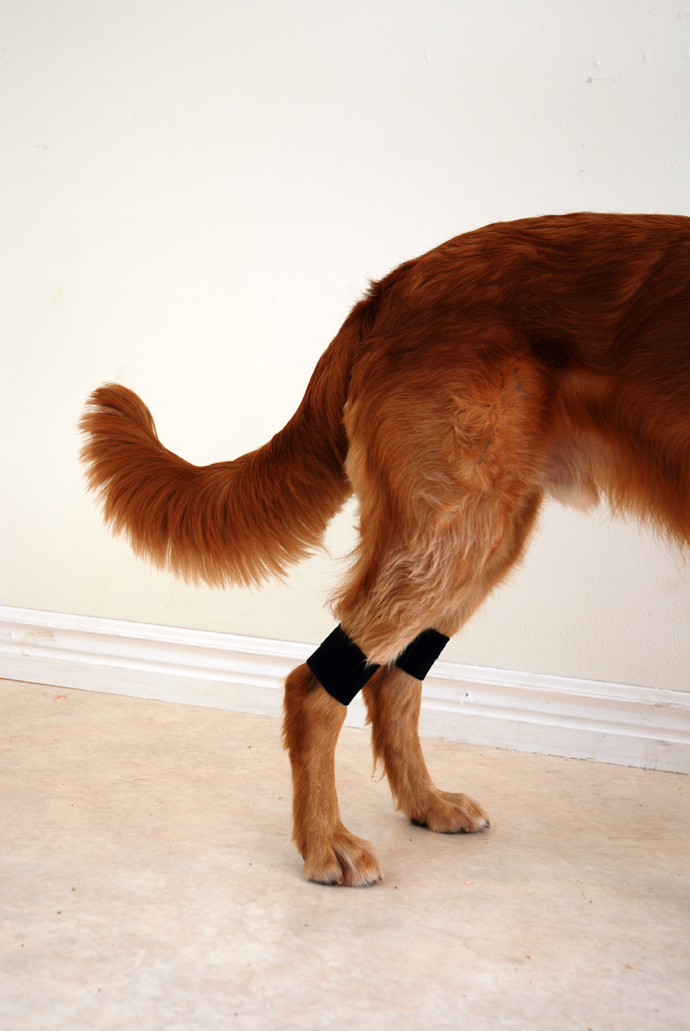 Canine Wrist/Ancle Weight Cuffs - 9