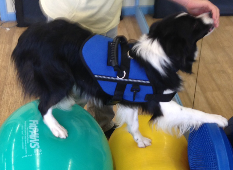 FitPAWS Safety Harness Säkerhetssele - 8