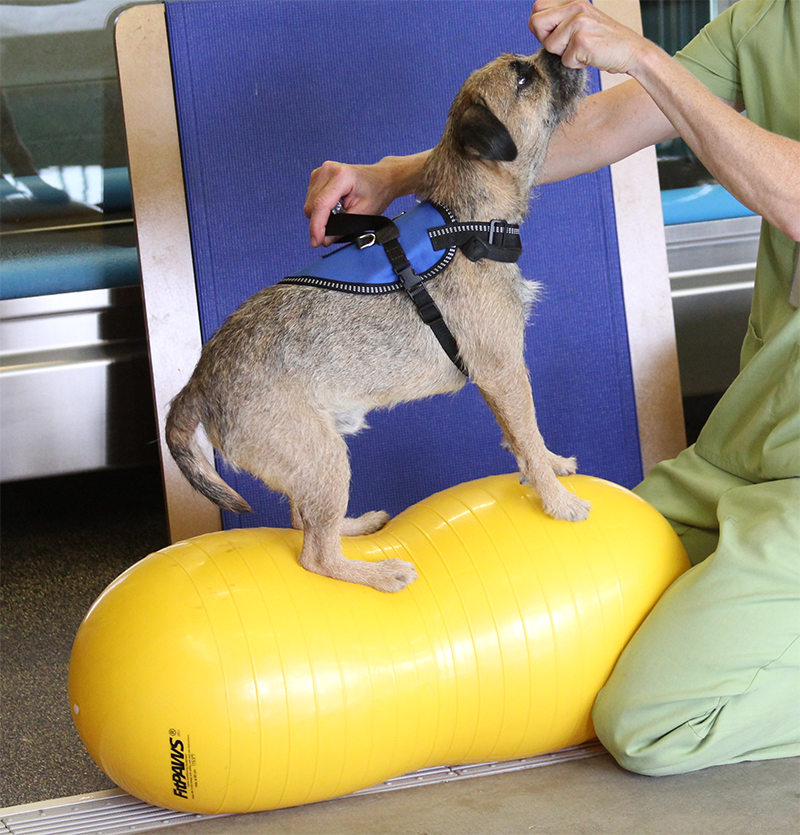 FitPAWS Safety Harness Säkerhetssele - 5