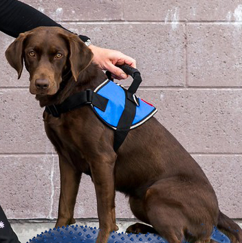FitPAWS Safety Harness Säkerhetssele - 4