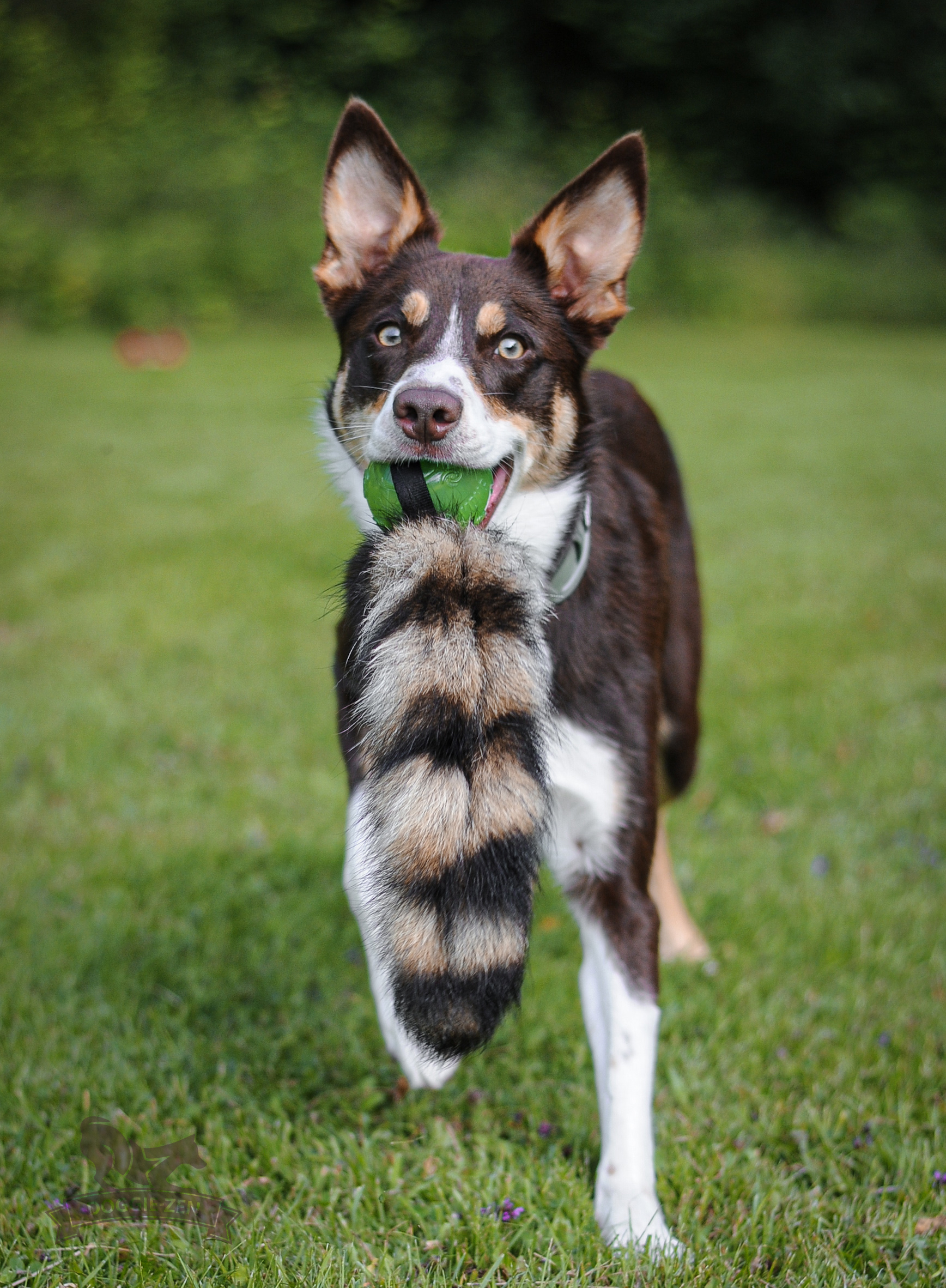 Raccoon Tail L with KONG Squeezz Ball - 5