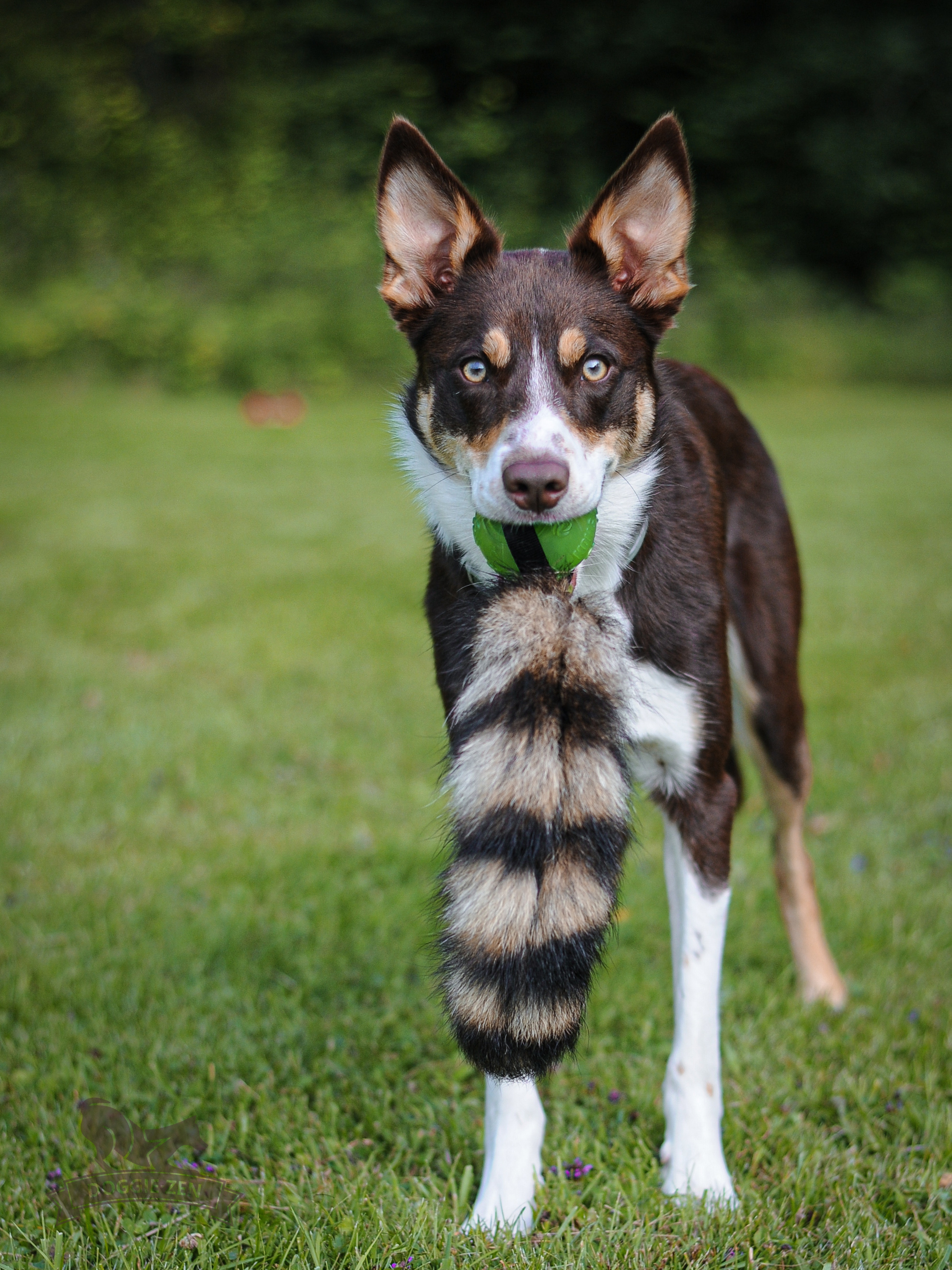 Raccoon tail ball sales toy