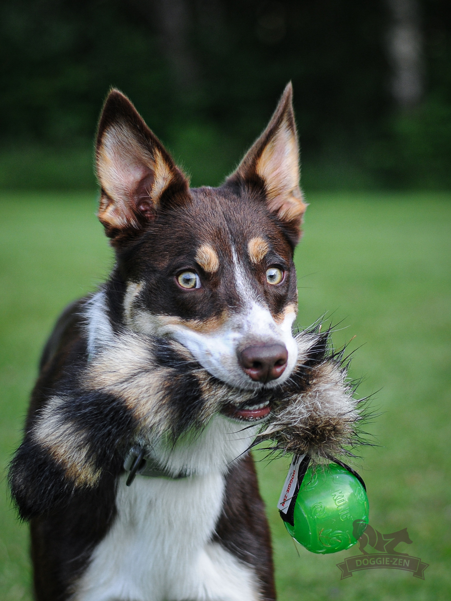 Raccoon Tail L with KONG Squeezz Ball - 6