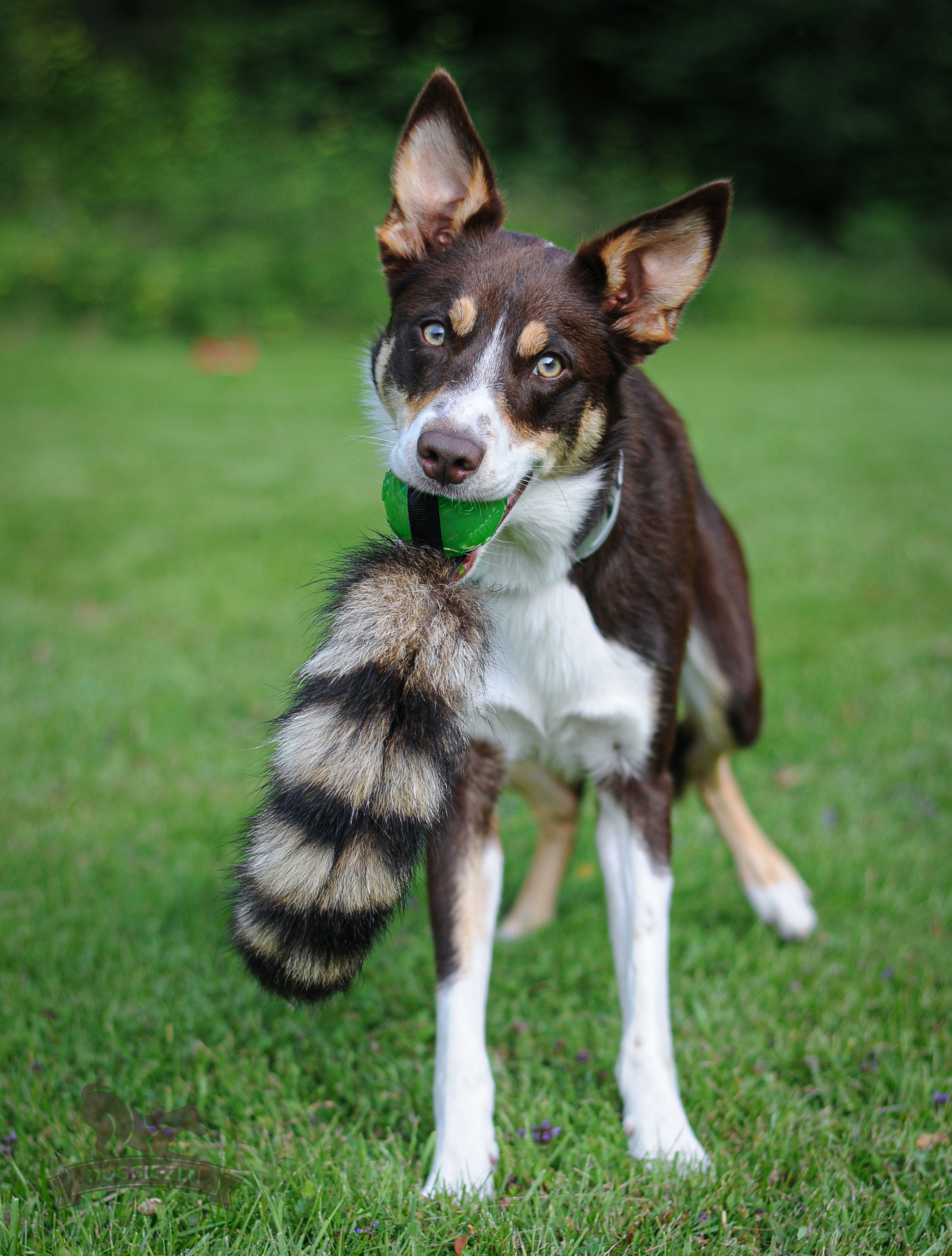 Raccoon Tail L with KONG Squeezz Ball - 4