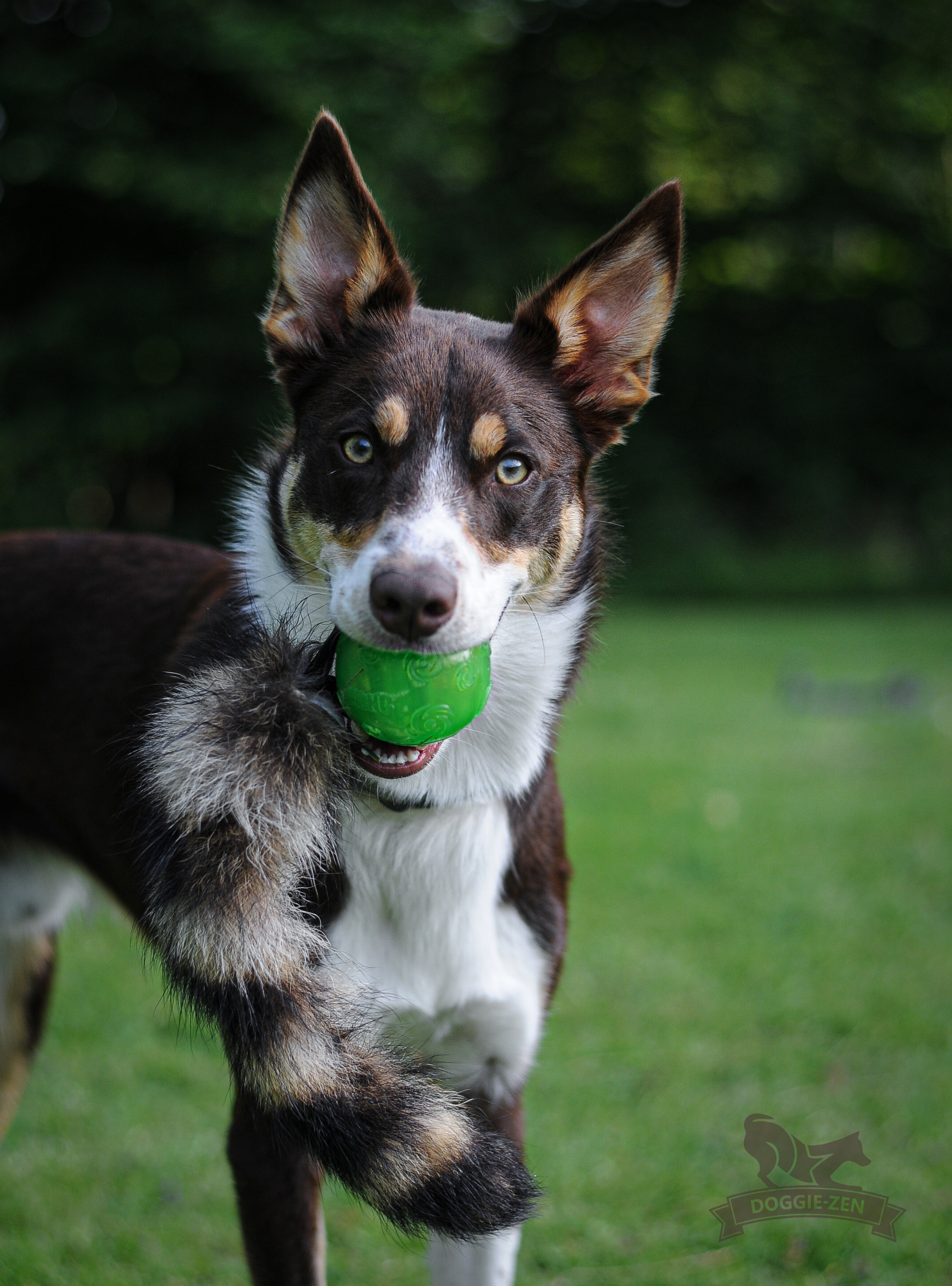 Raccoon Tail L with KONG Squeezz Ball - 7