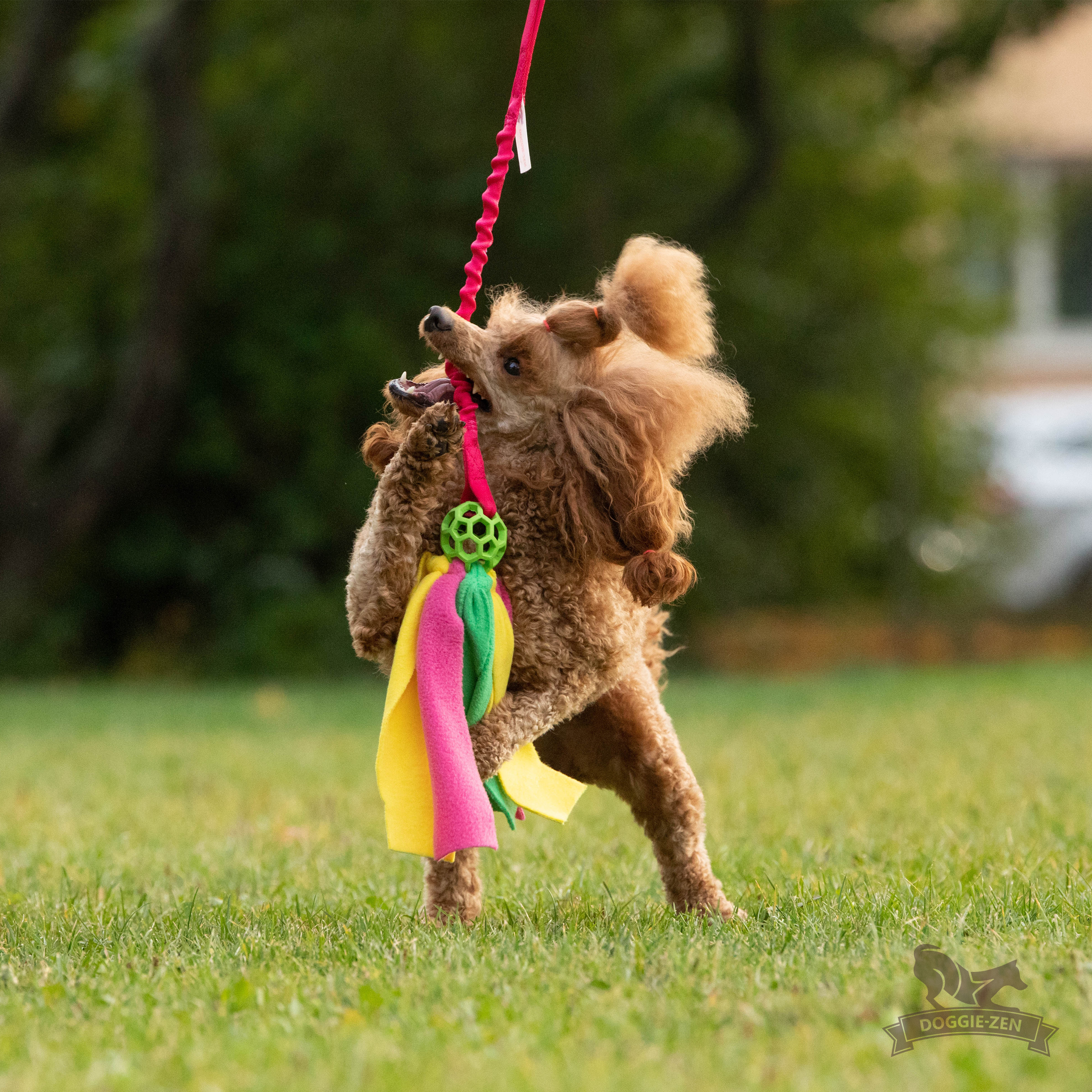Bungee Hol-ee Octopus Tug S - 6