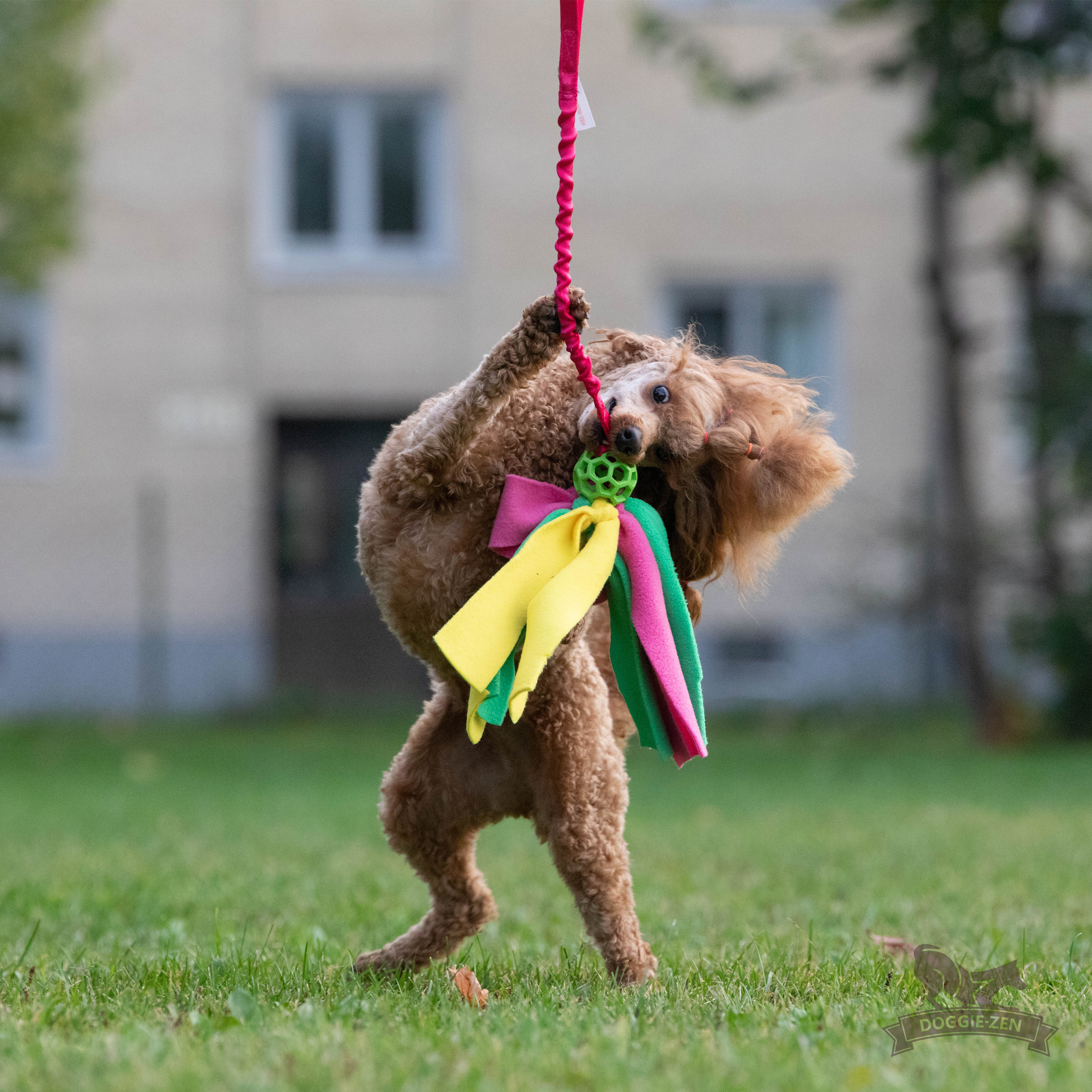 Bungee Hol-ee Octopus Tug S - 3