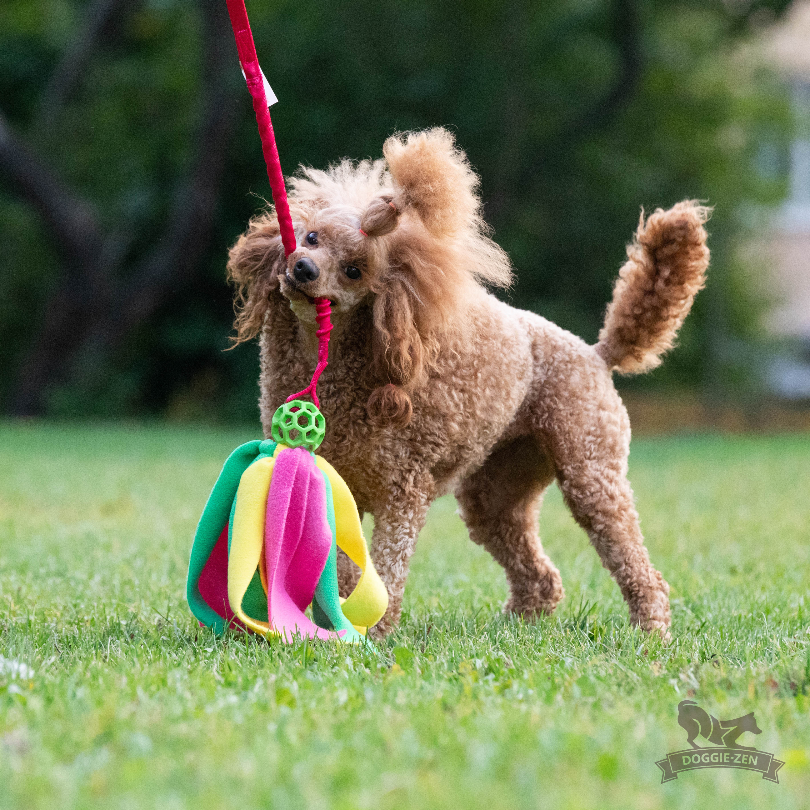 Bungee Hol-ee Octopus Tug S