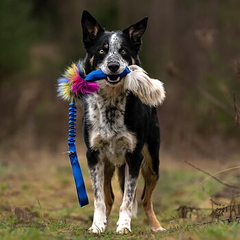 Bungee Squeaker Tube Sheepskin Tug