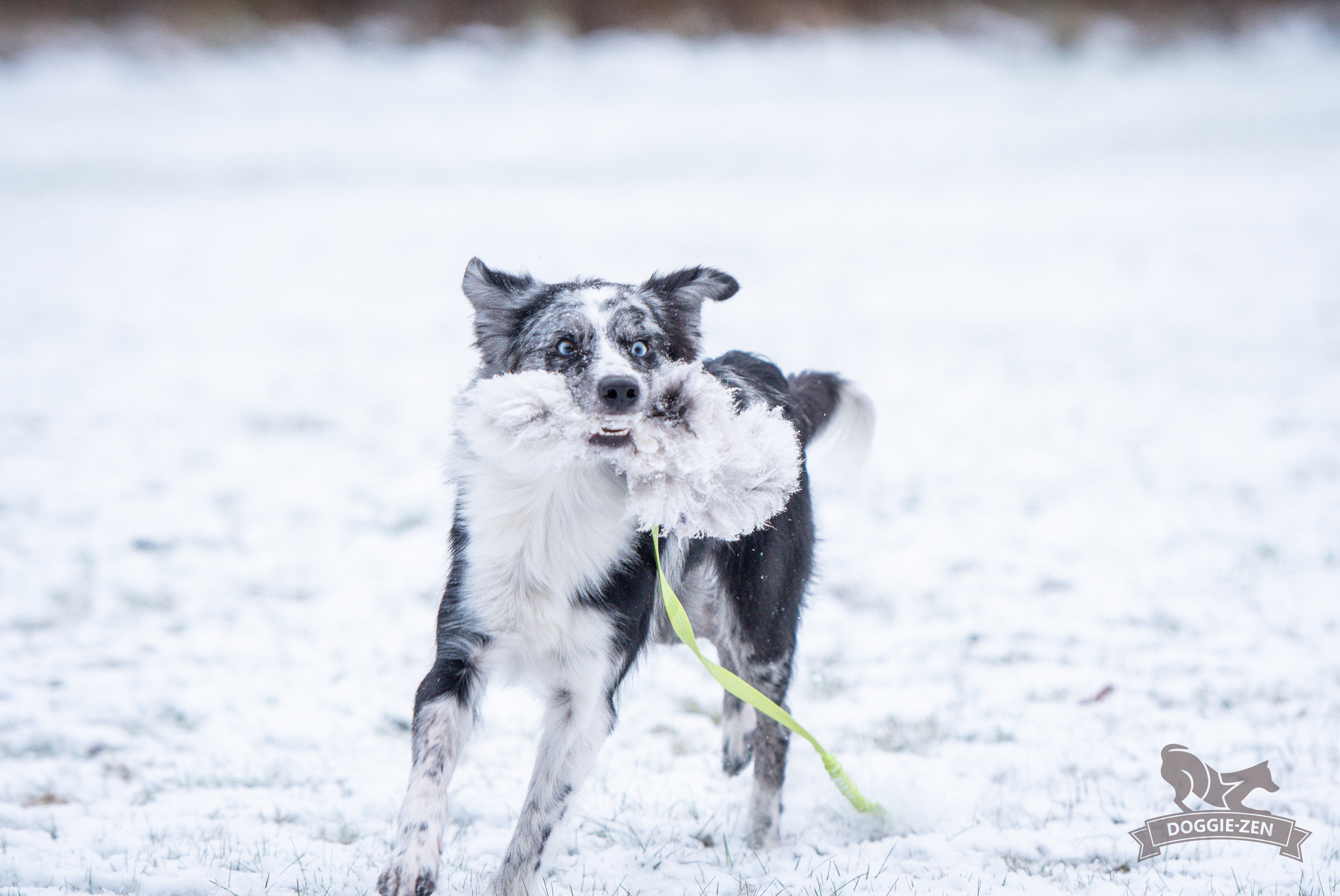 Octopus Sheepskin Chaser - 15