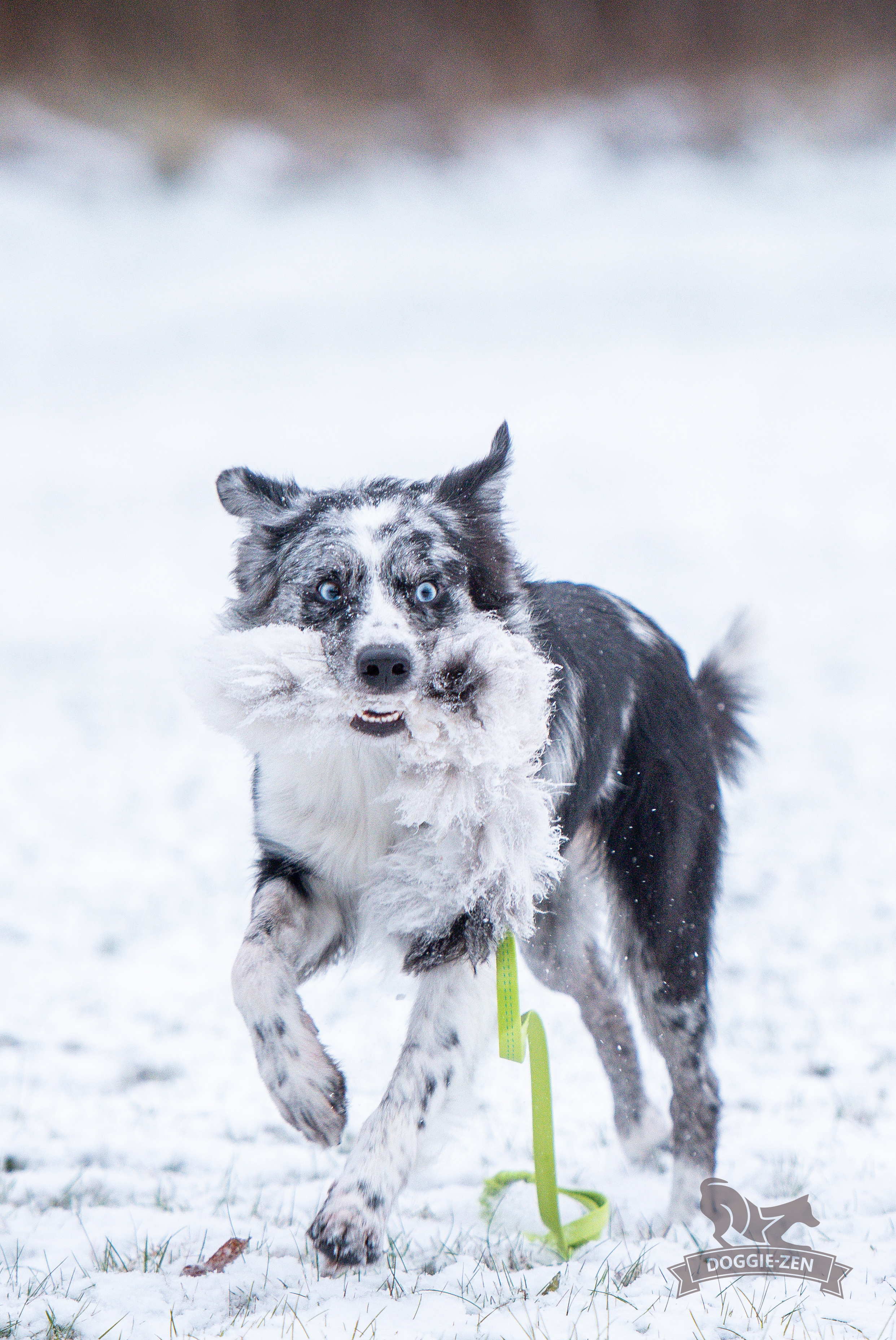 Octopus Sheepskin Chaser - 14