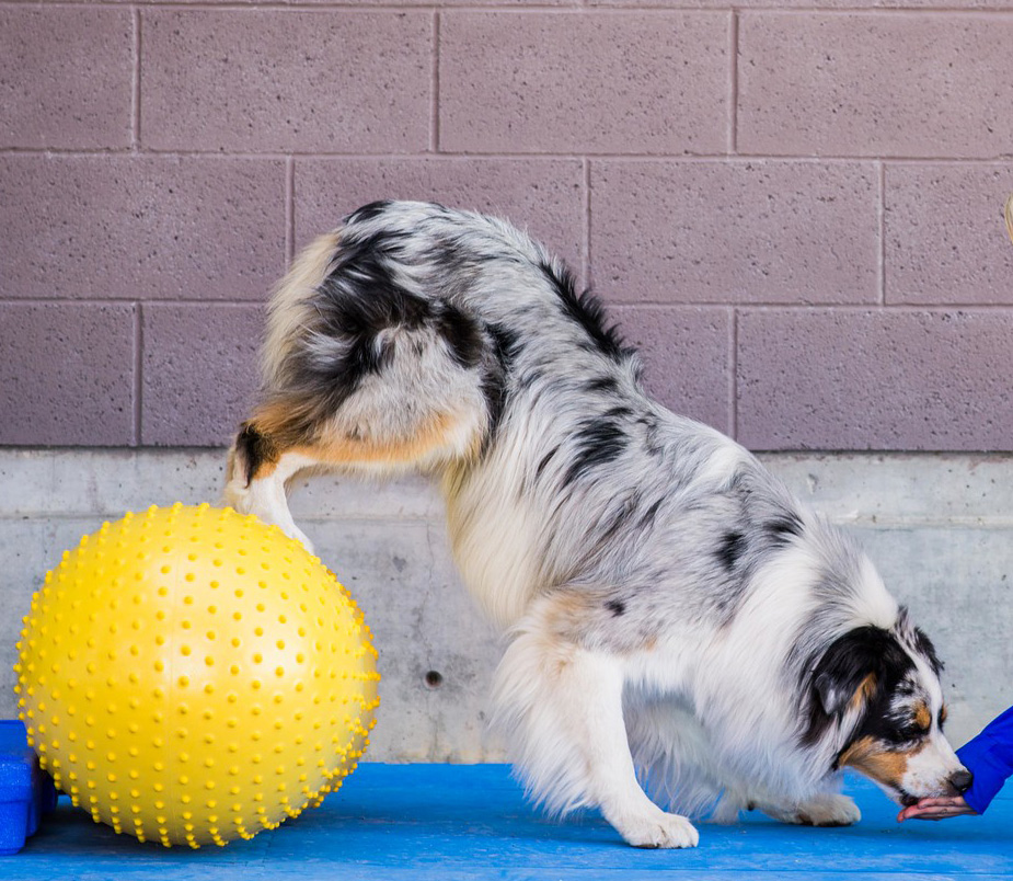 Fitpaws peanut outlet