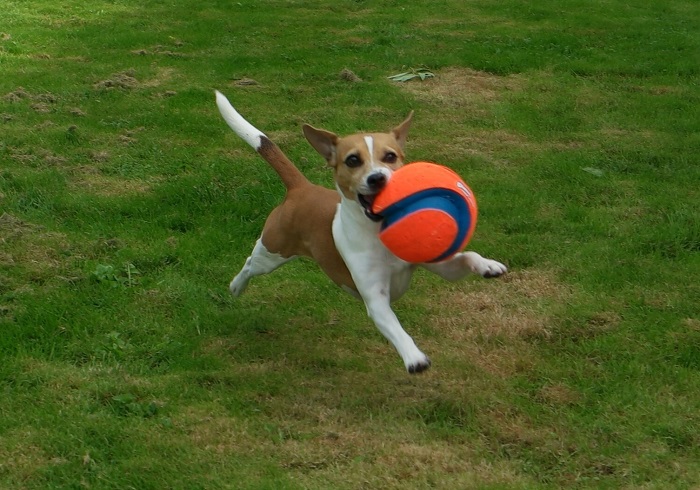 Kick Fetch Small  - 3