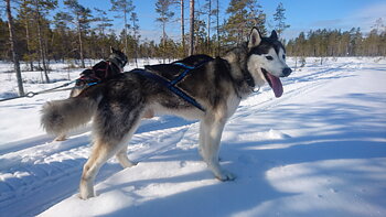 Dog Harness Combi Merino Wool 