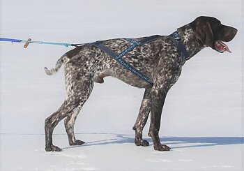 Dogpack: Belt Line, elastic leash, harness in merino wool (leash on the purchase).