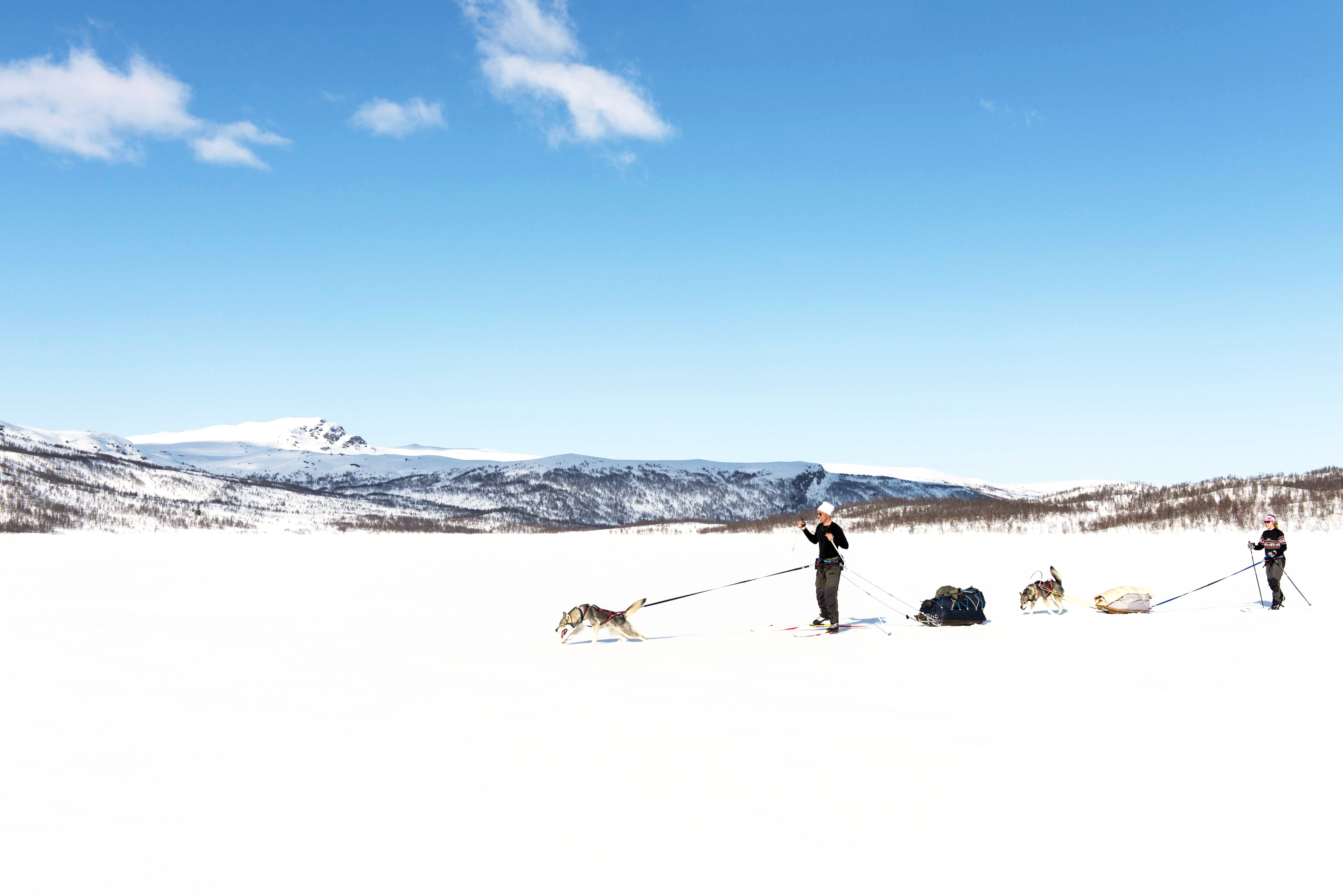 Kampanj! Hundpaket: bälte, elastiskt koppel och sele  