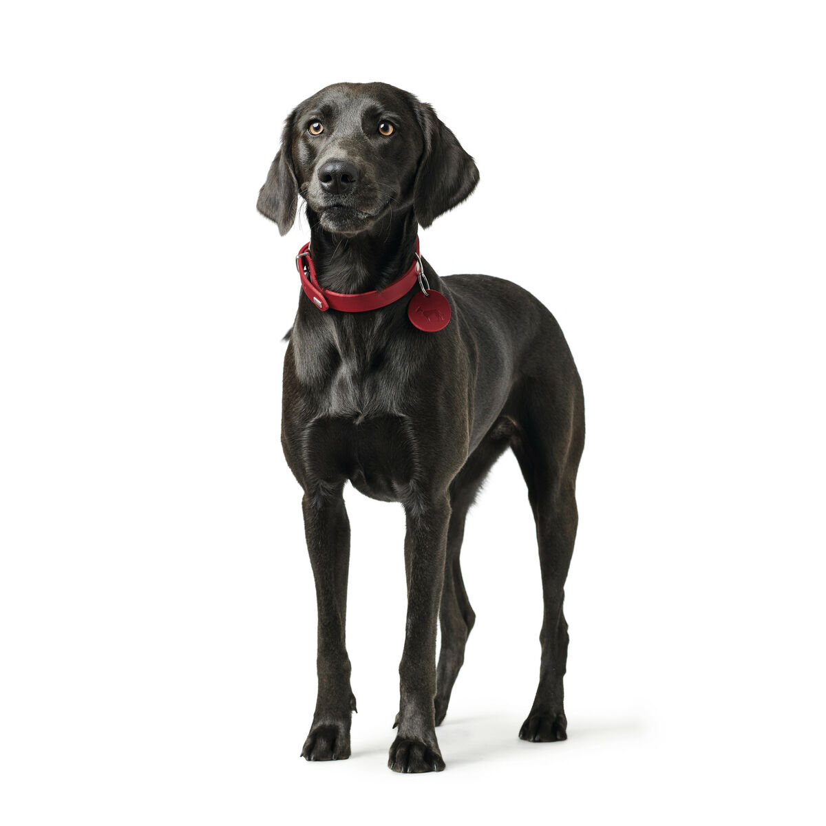 Hundhalsband Hunter Aalborg Röd S/M 37-43 cm - 4