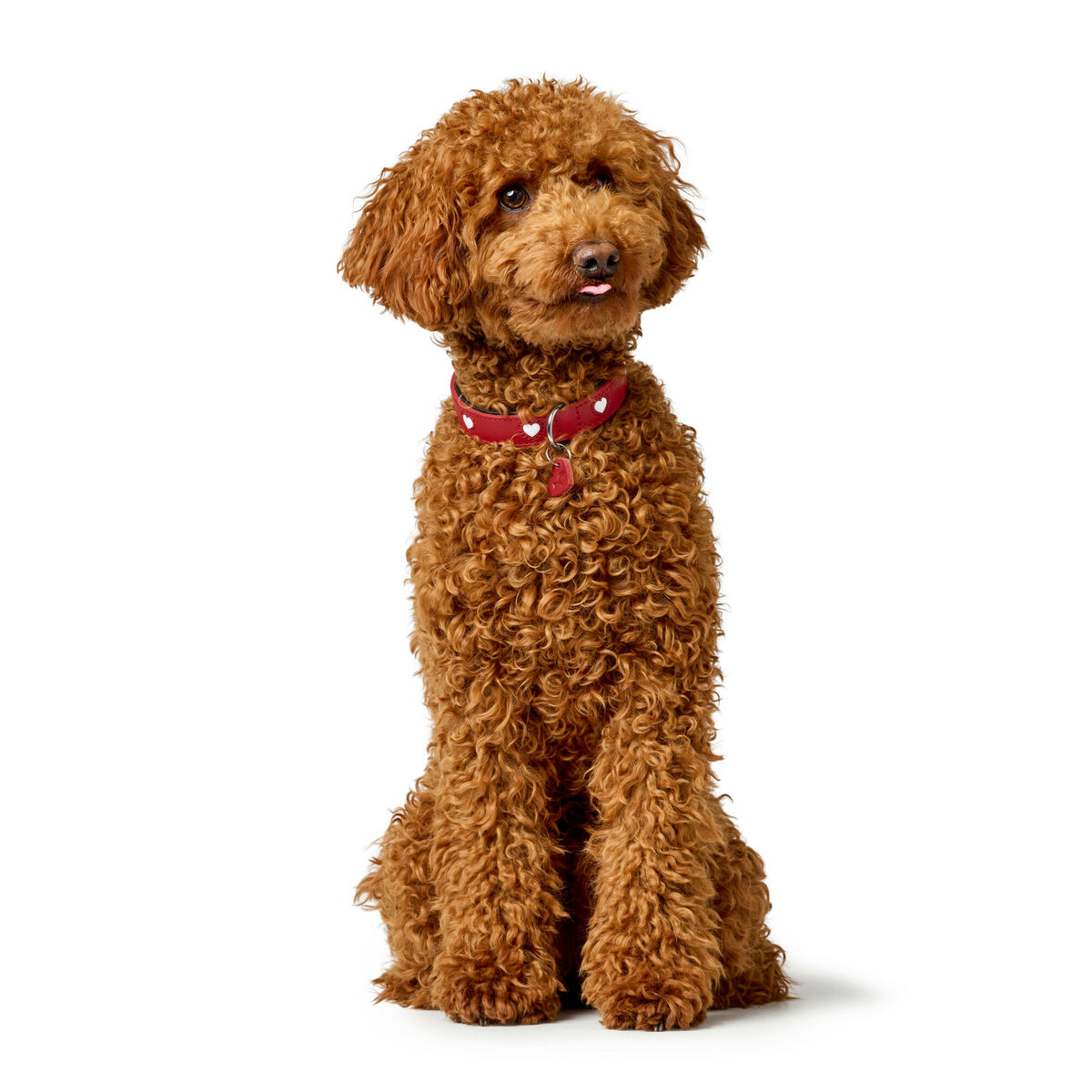 Hundhalsband Hunter Love XS/S 30-34 cm Rojo/Blanco - 6