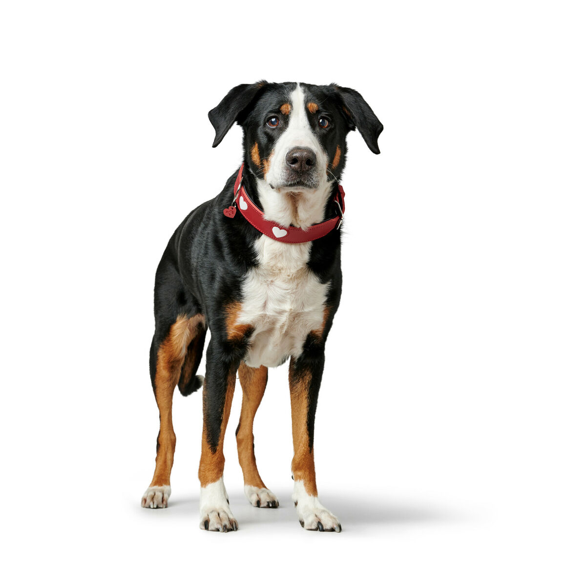 Hundhalsband Hunter Love M/L 47-54 cm Röd - 4