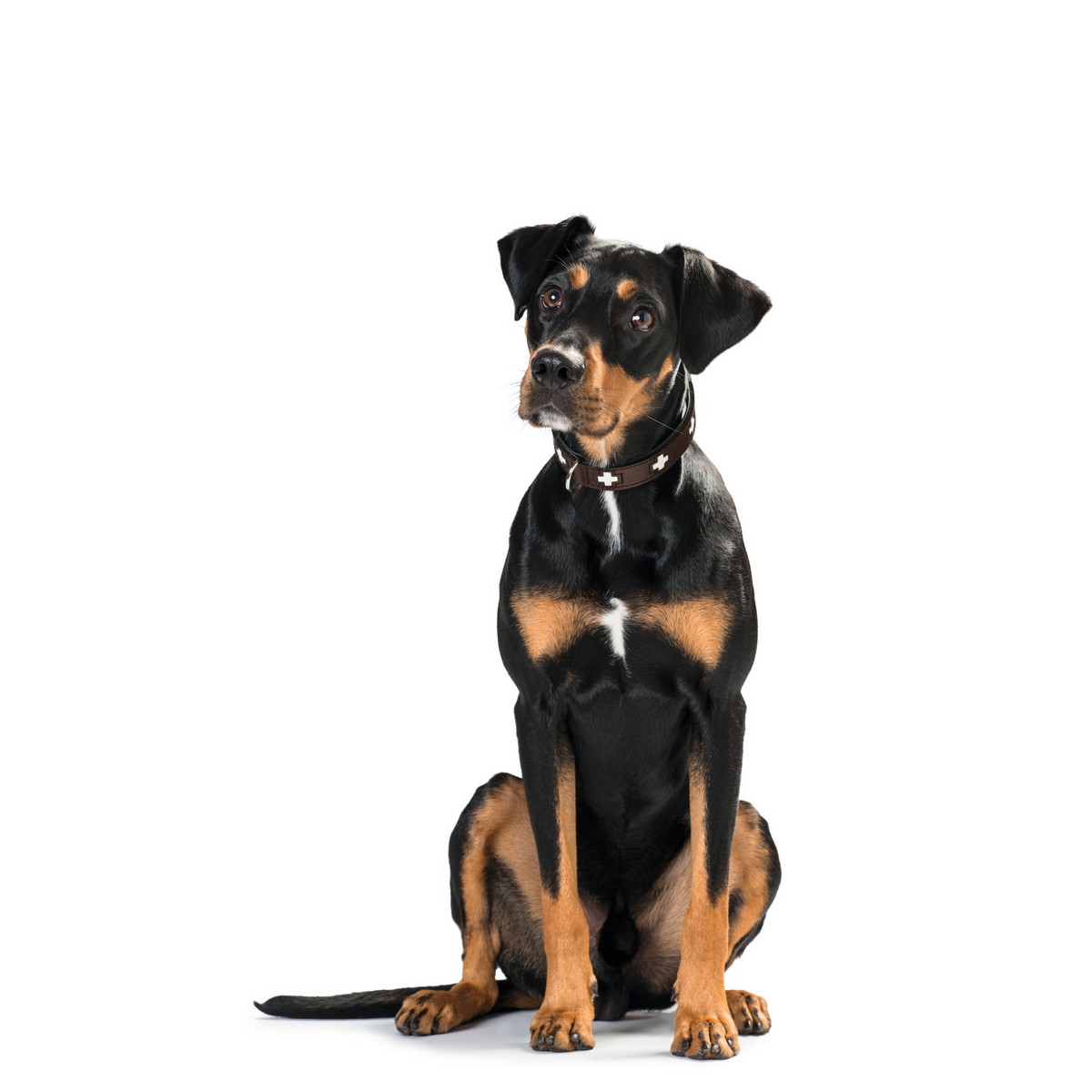 Hundhalsband Hunter Swiss 35-43 cm - 4