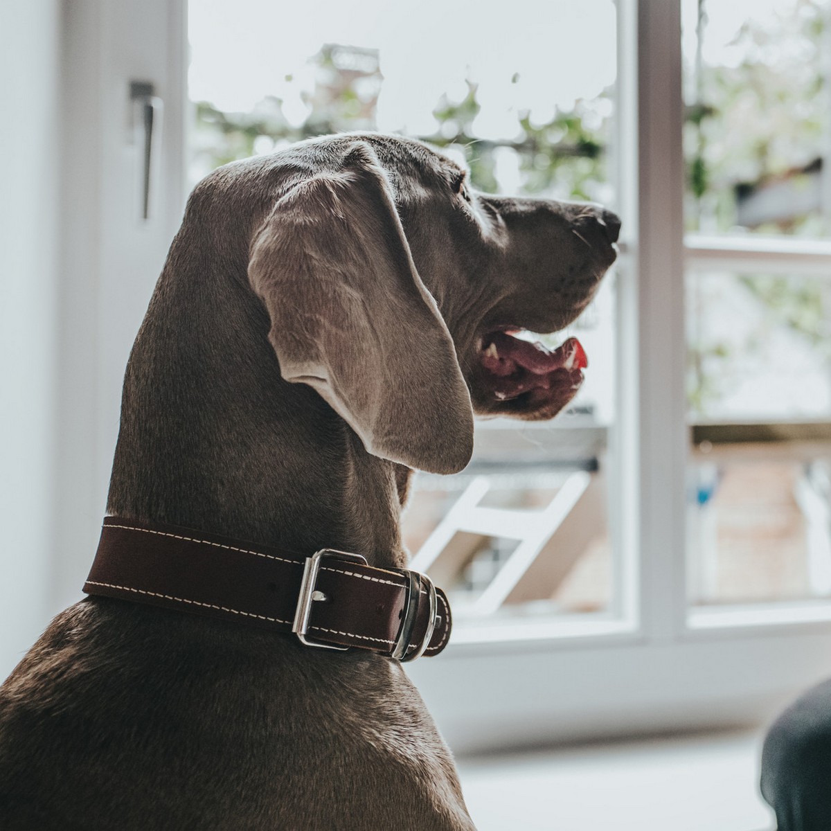Hundhalsband Hunter Aalborg Special Cognac - 7