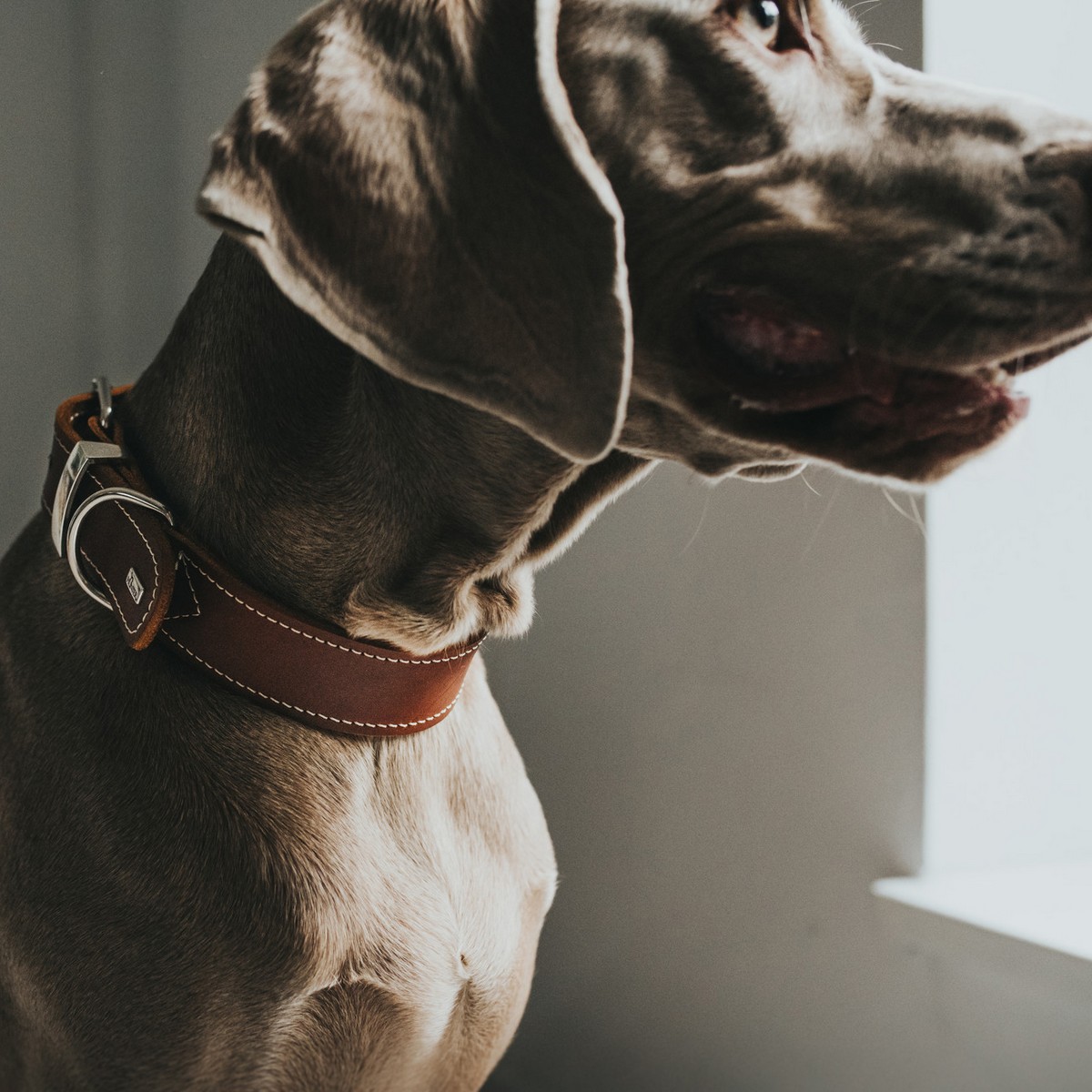 Hundhalsband Hunter Aalborg Special Cognac (36-44 cm) - 4