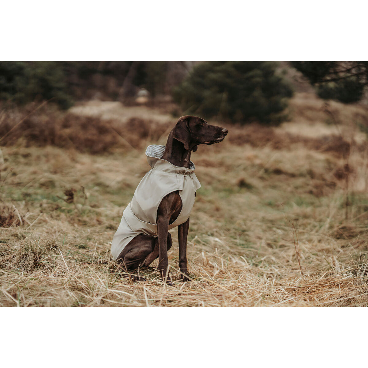 Hundrock Hunter Milford Beige 45 cm Rektangulär - 5