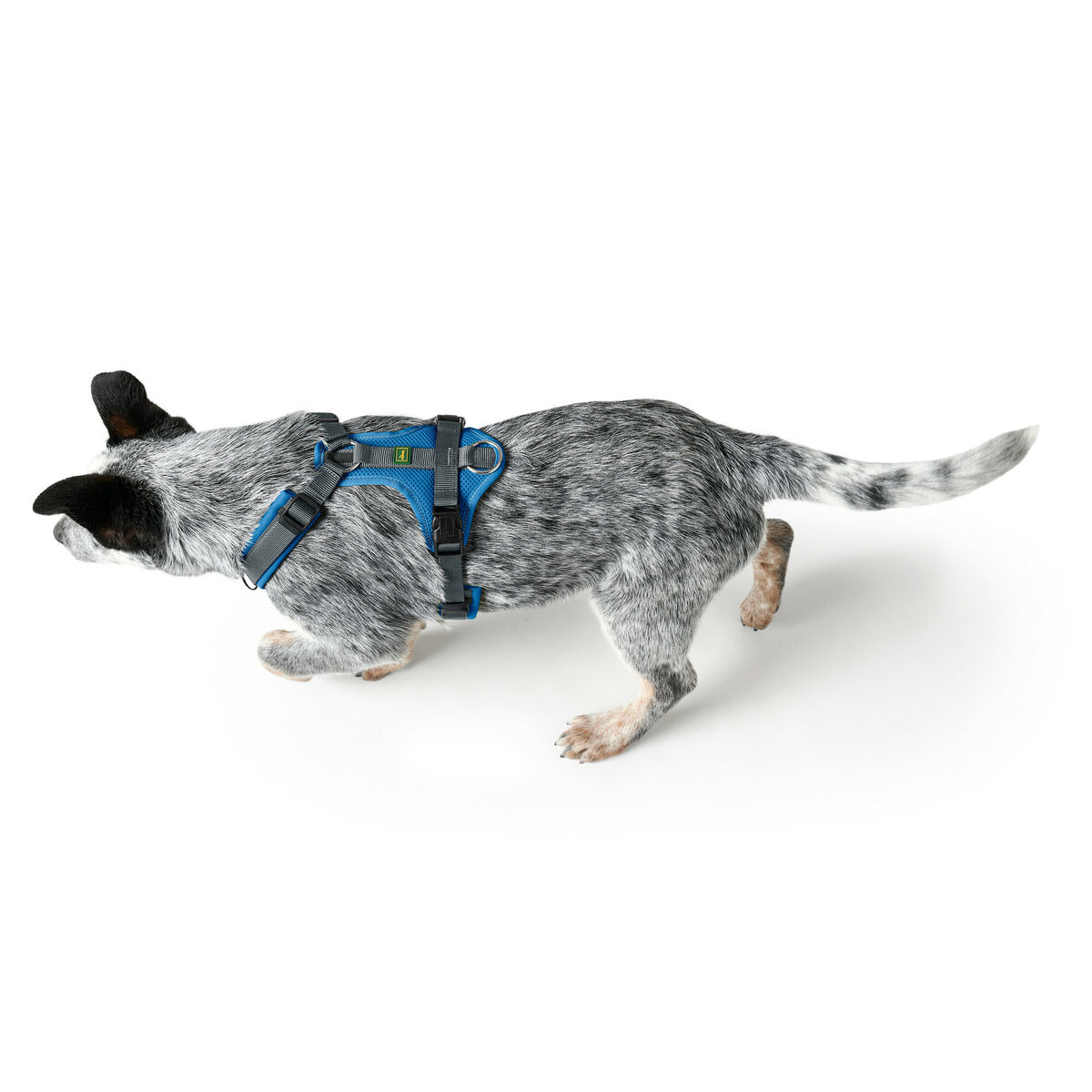 Hundsele Hunter Maldon Up Blå 66-118 cm - 4