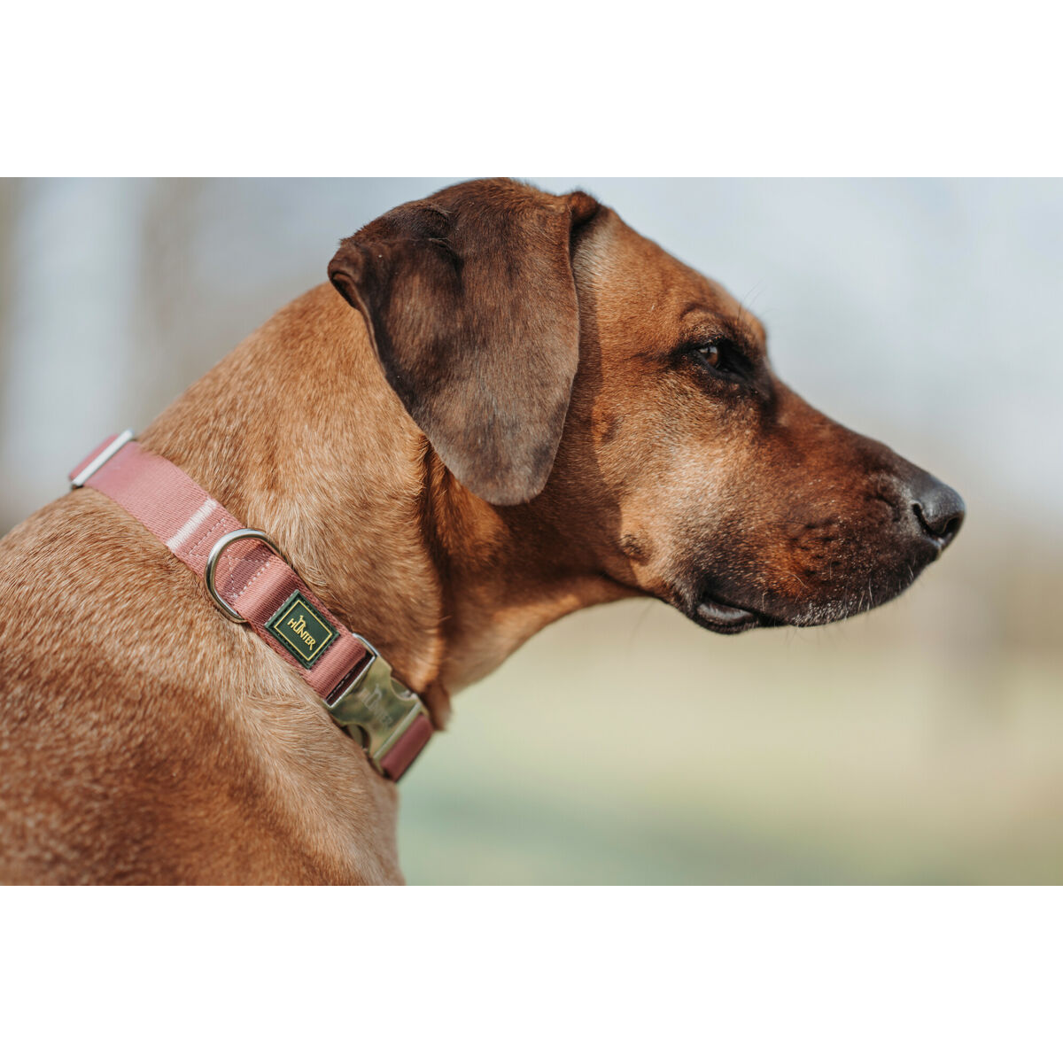 Hundhalsband Hunter Inari Röd M 30-45 cm - 3