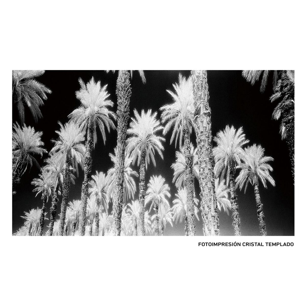 Kanvas Palmer 120 x 4 x 70 cm Palmträd