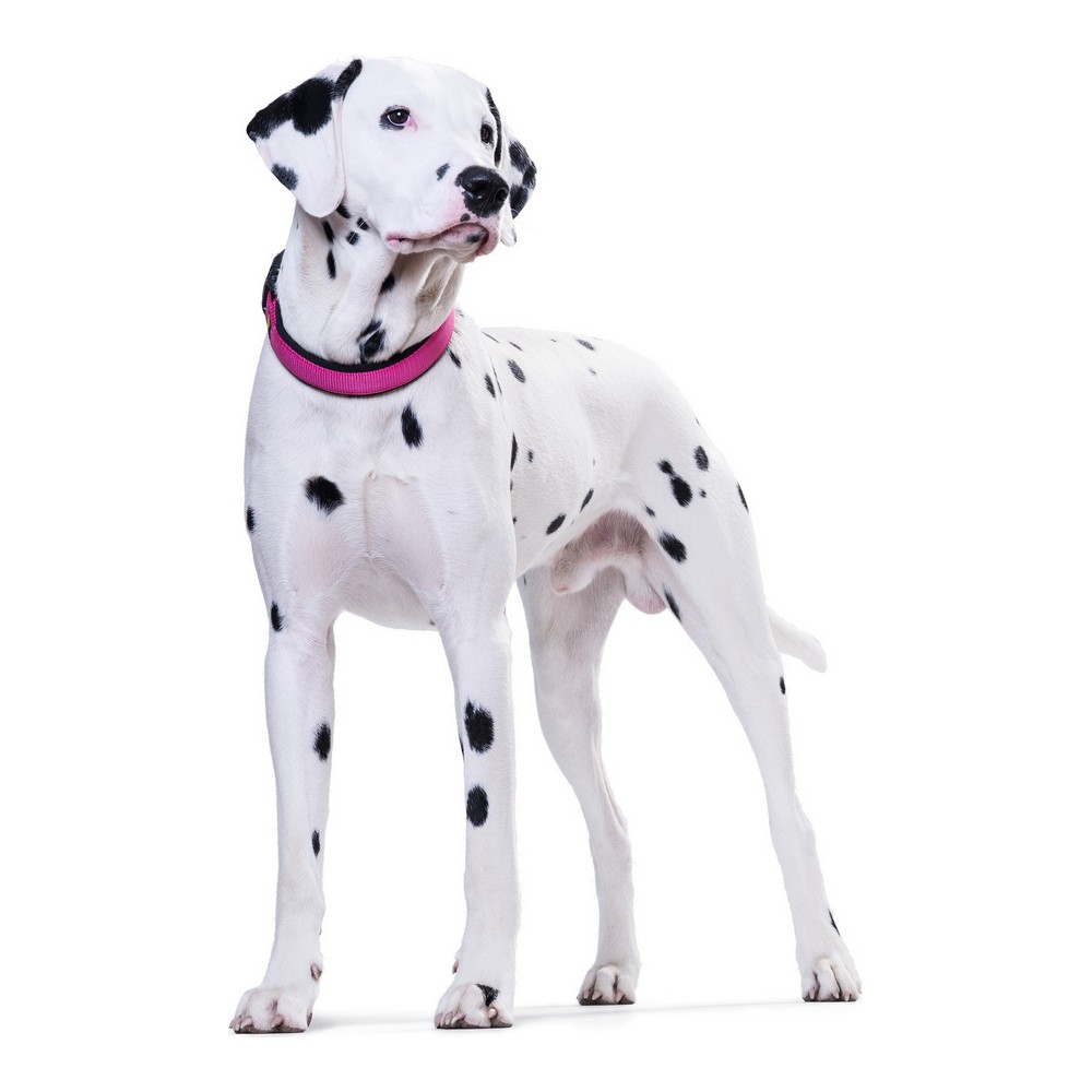 Hundhalsband Hunter Neopren Vario Fuchsia (30-35 cm) - 2
