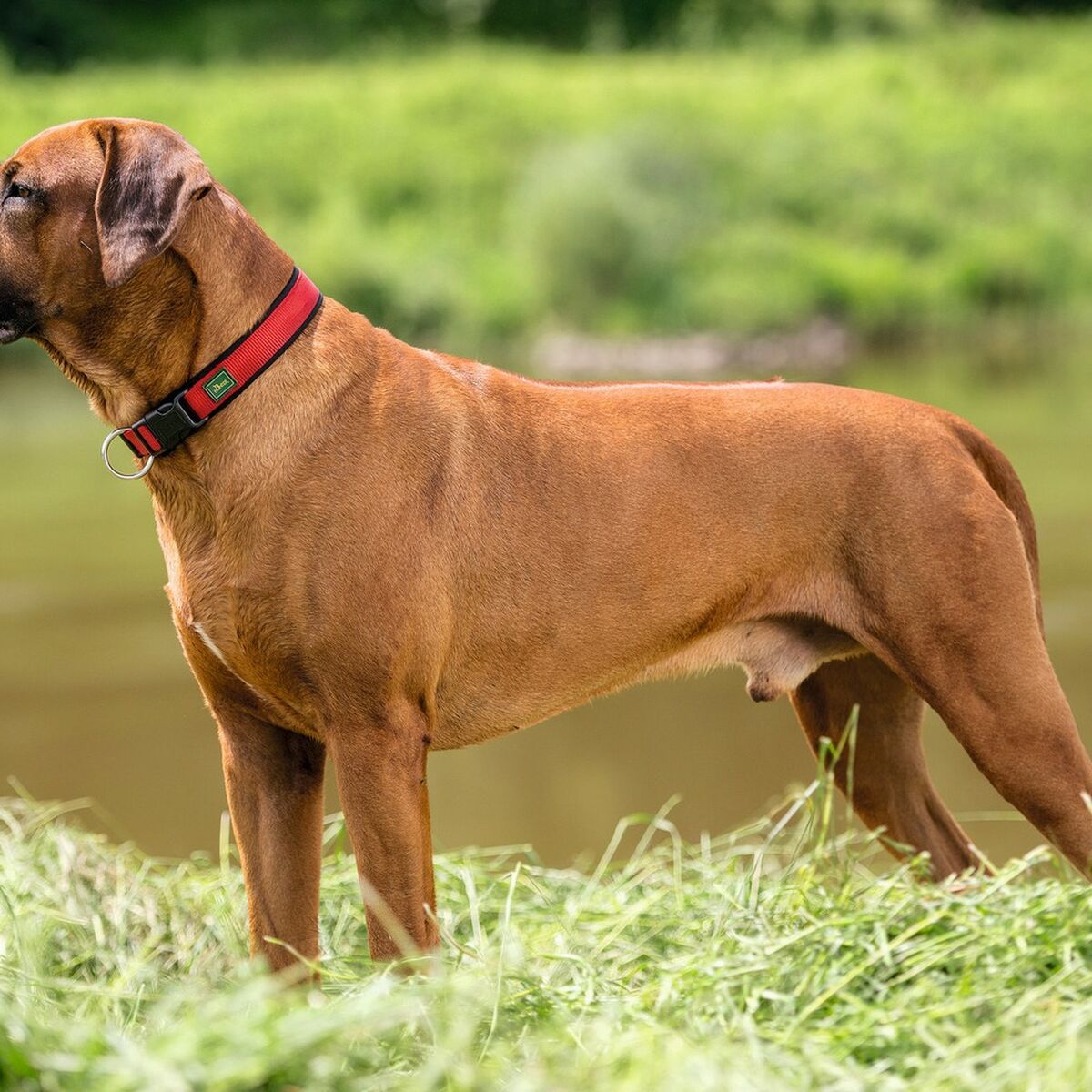 Hundhalsband Hunter Neopren Vario Röd - 5